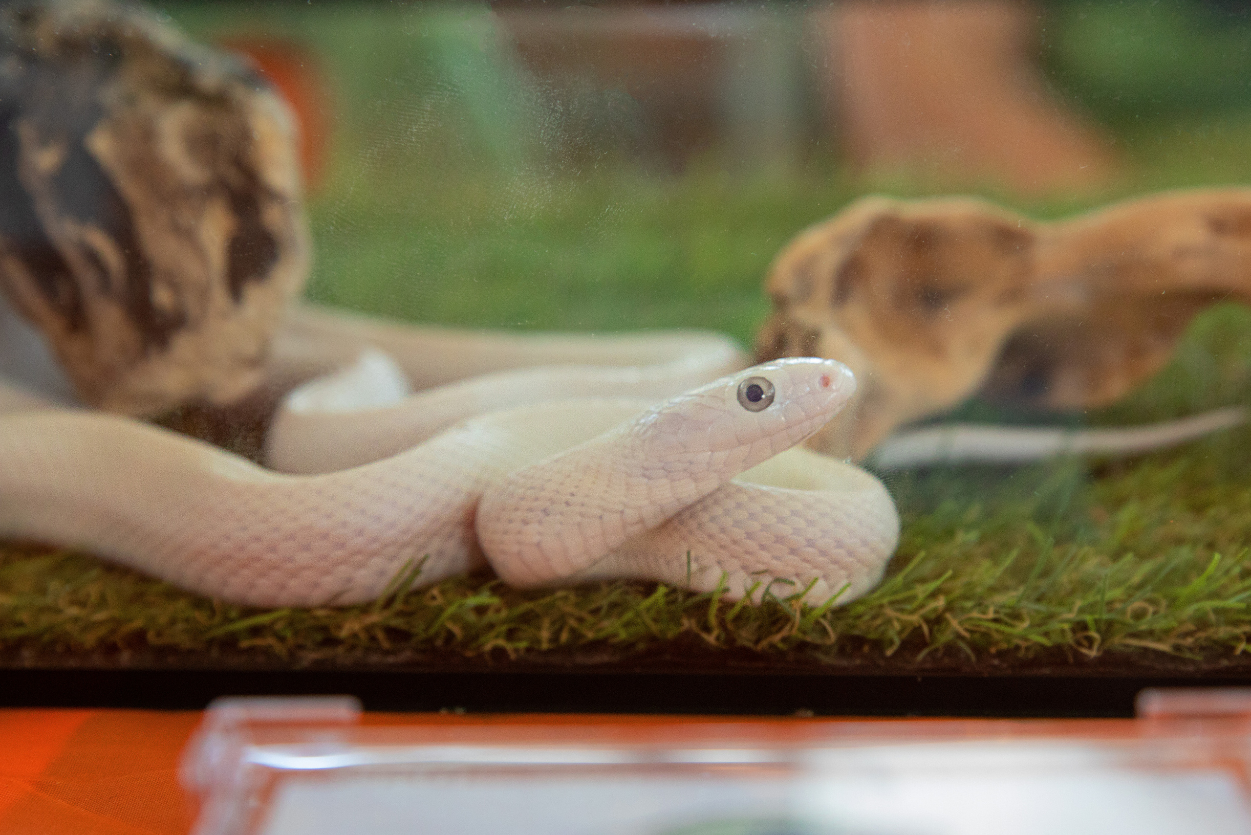 Выставка Экзотических Животных. Семейный и частный фотограф во Владивостоке