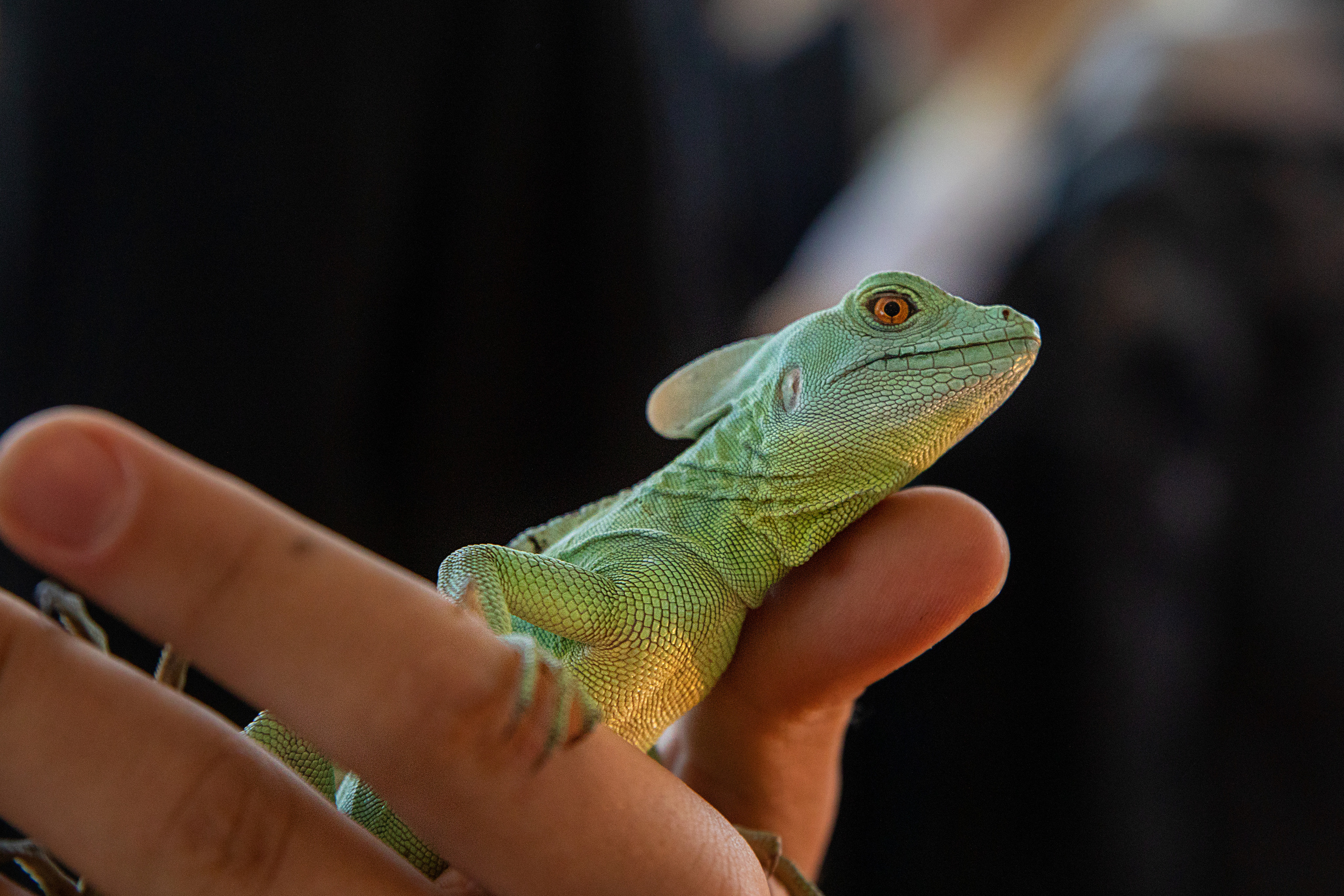 Выставка Экзотических Животных. Семейный и частный фотограф во Владивостоке