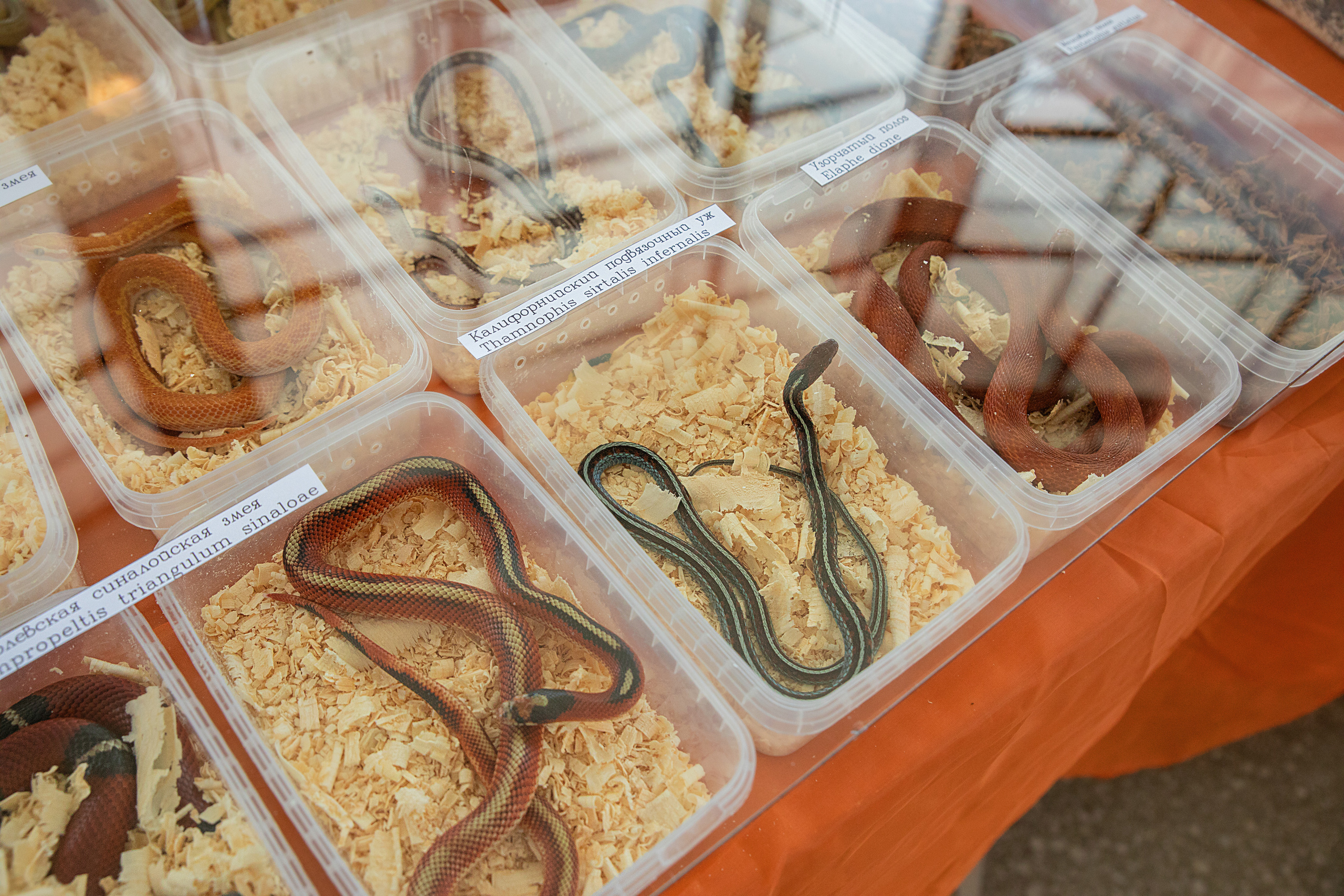 Выставка Экзотических Животных. Семейный и частный фотограф во Владивостоке