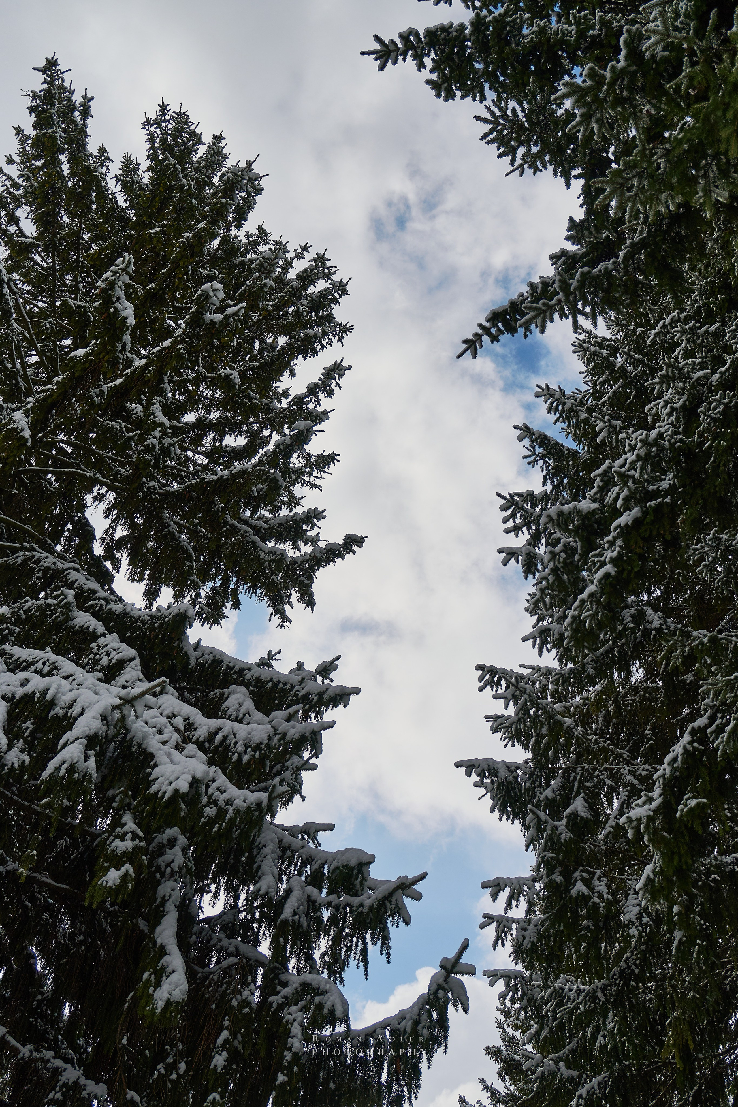 Апрельский снег. Москва 2025. Фотограф Роман Адлер