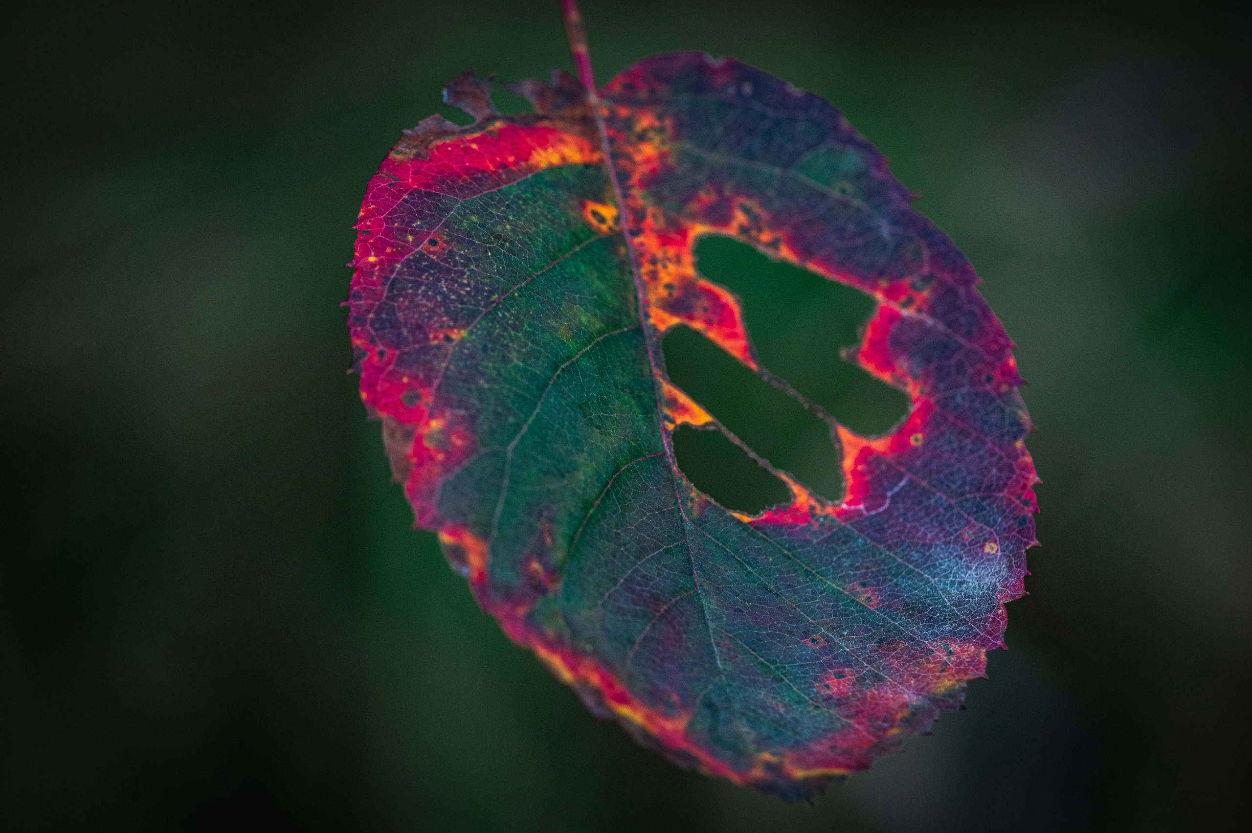 Фотопрогулка ДР. Фотограф Роман Адлер