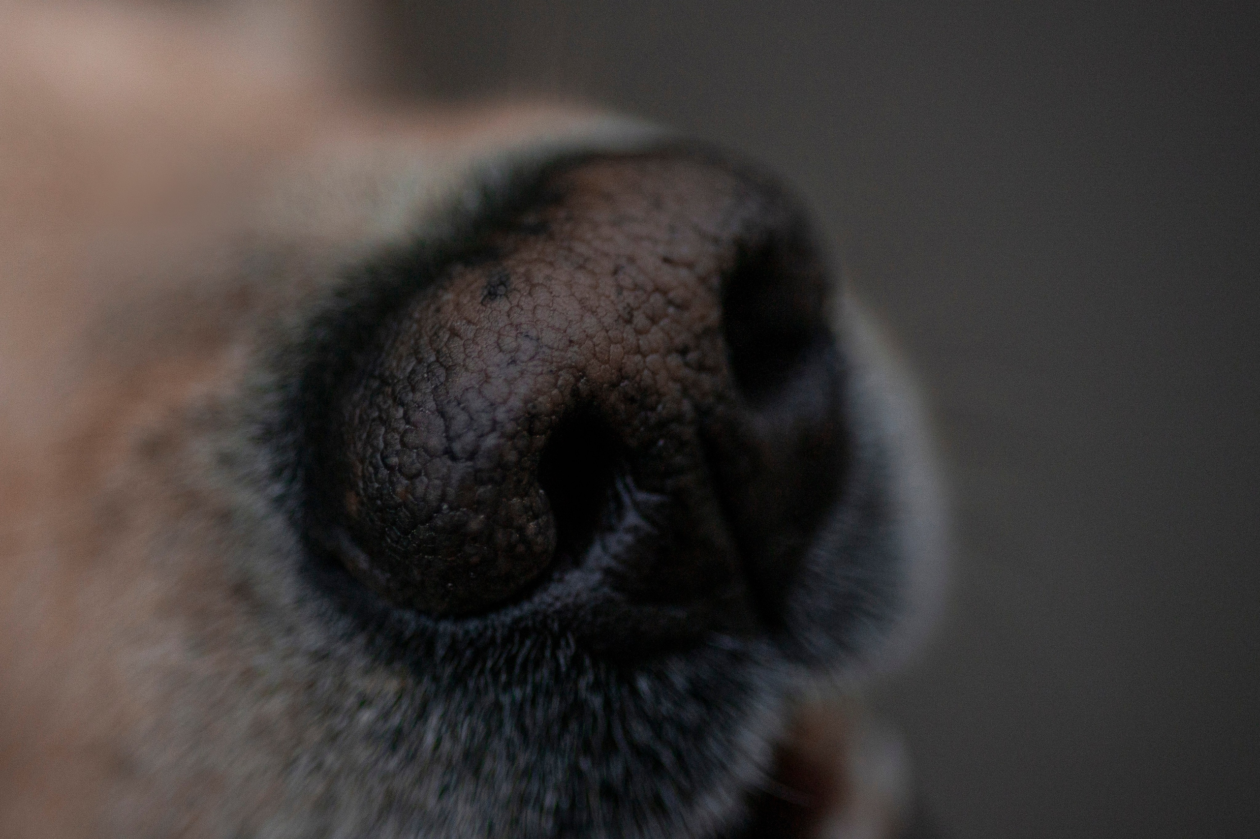 Съемка с собакой. Анастасия Белаш