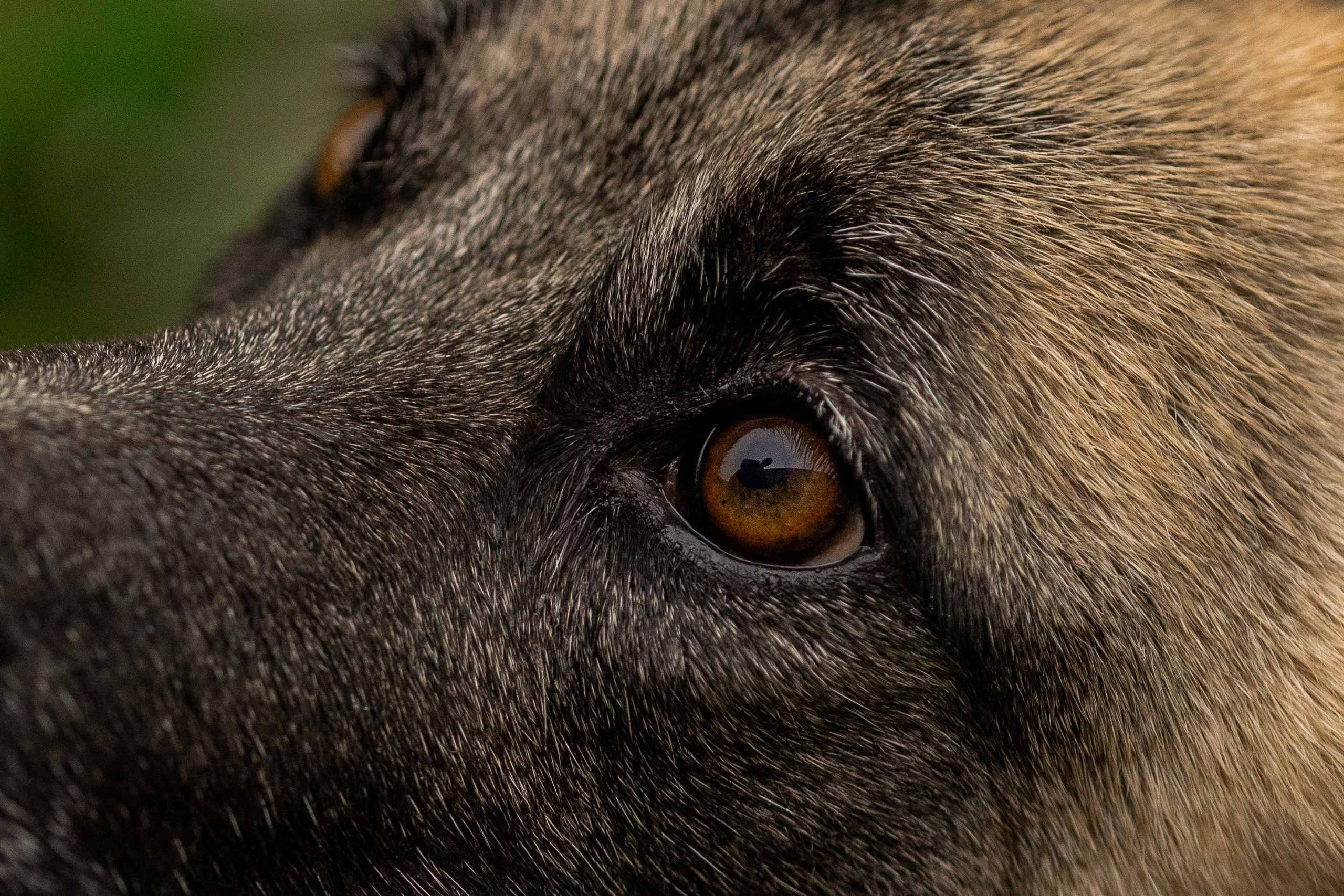 Съемка с собакой. Анастасия Белаш