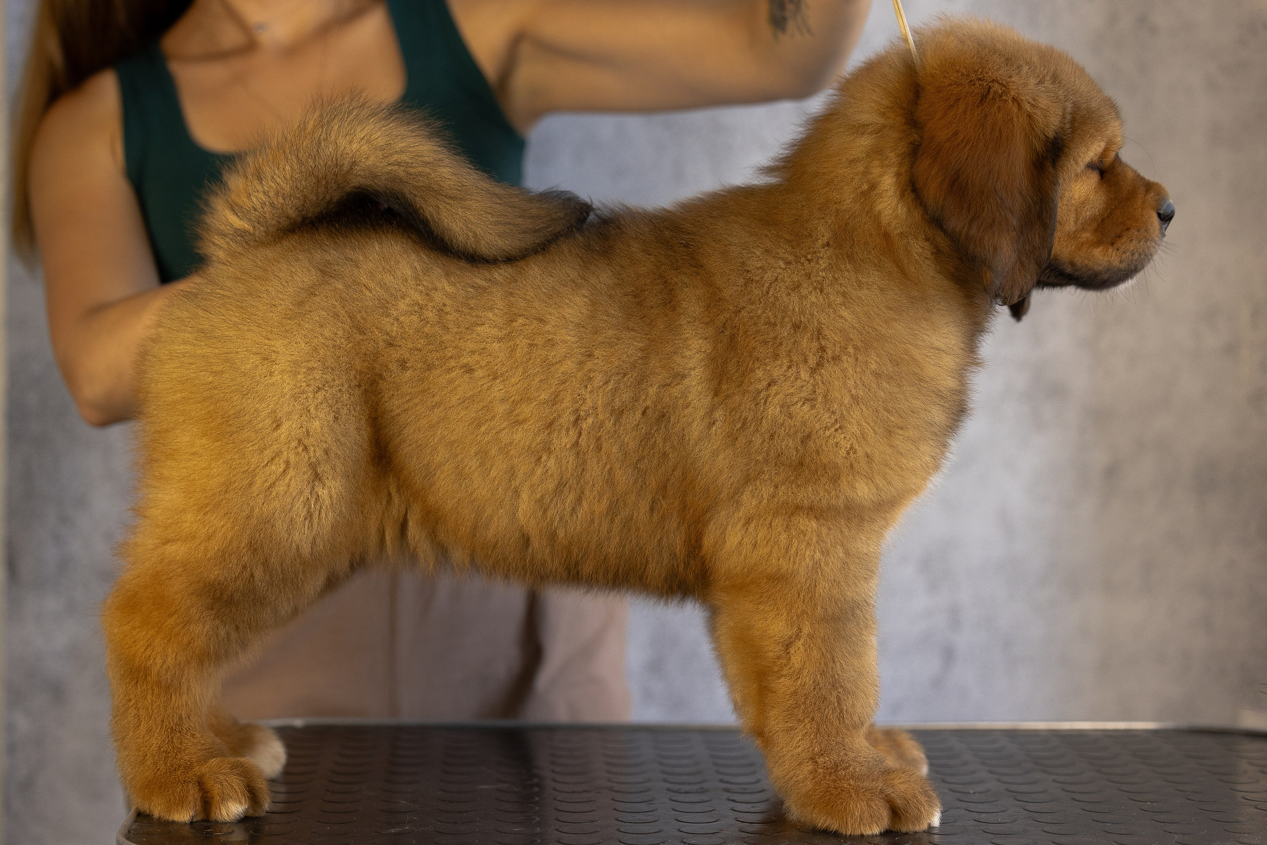 Тибетский мастиф. Фотограф и видеограф анималист Аганина Дарья