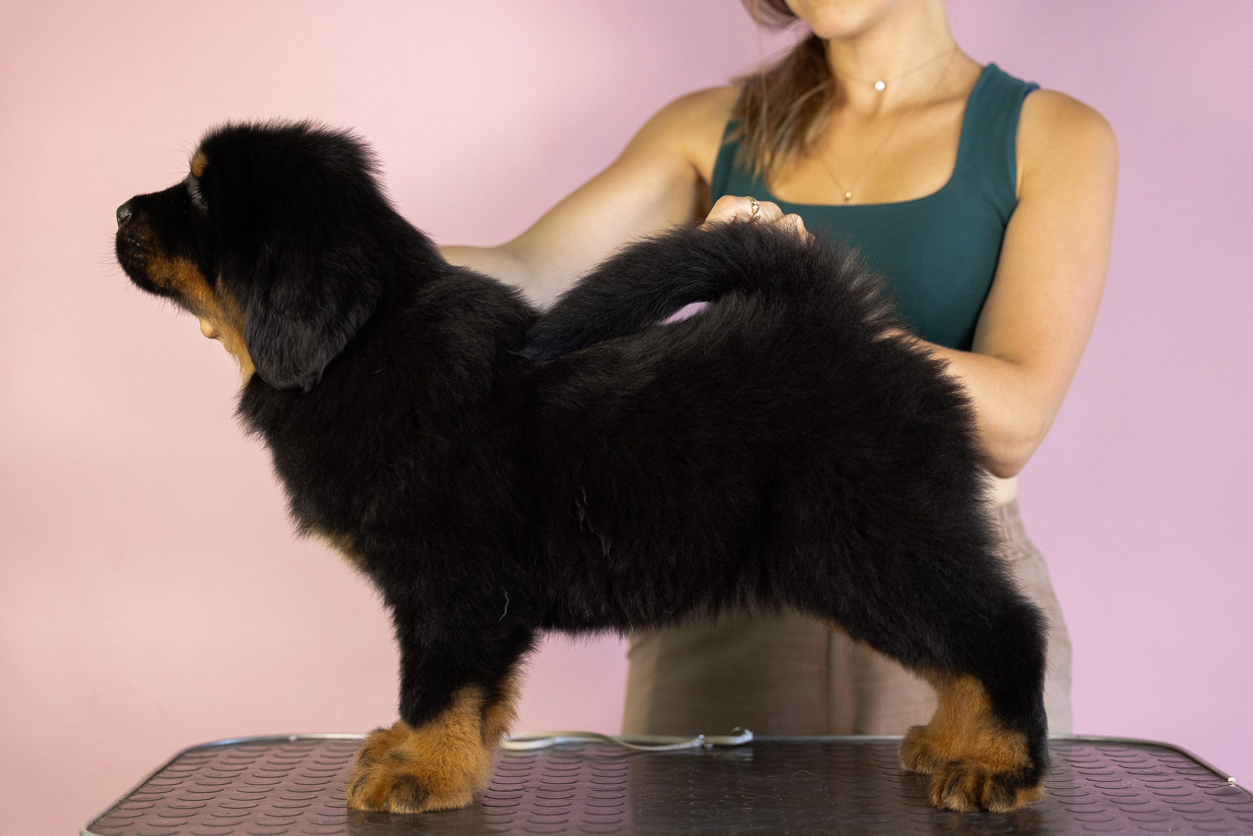 Тибетский мастиф. Фотограф и видеограф анималист Аганина Дарья