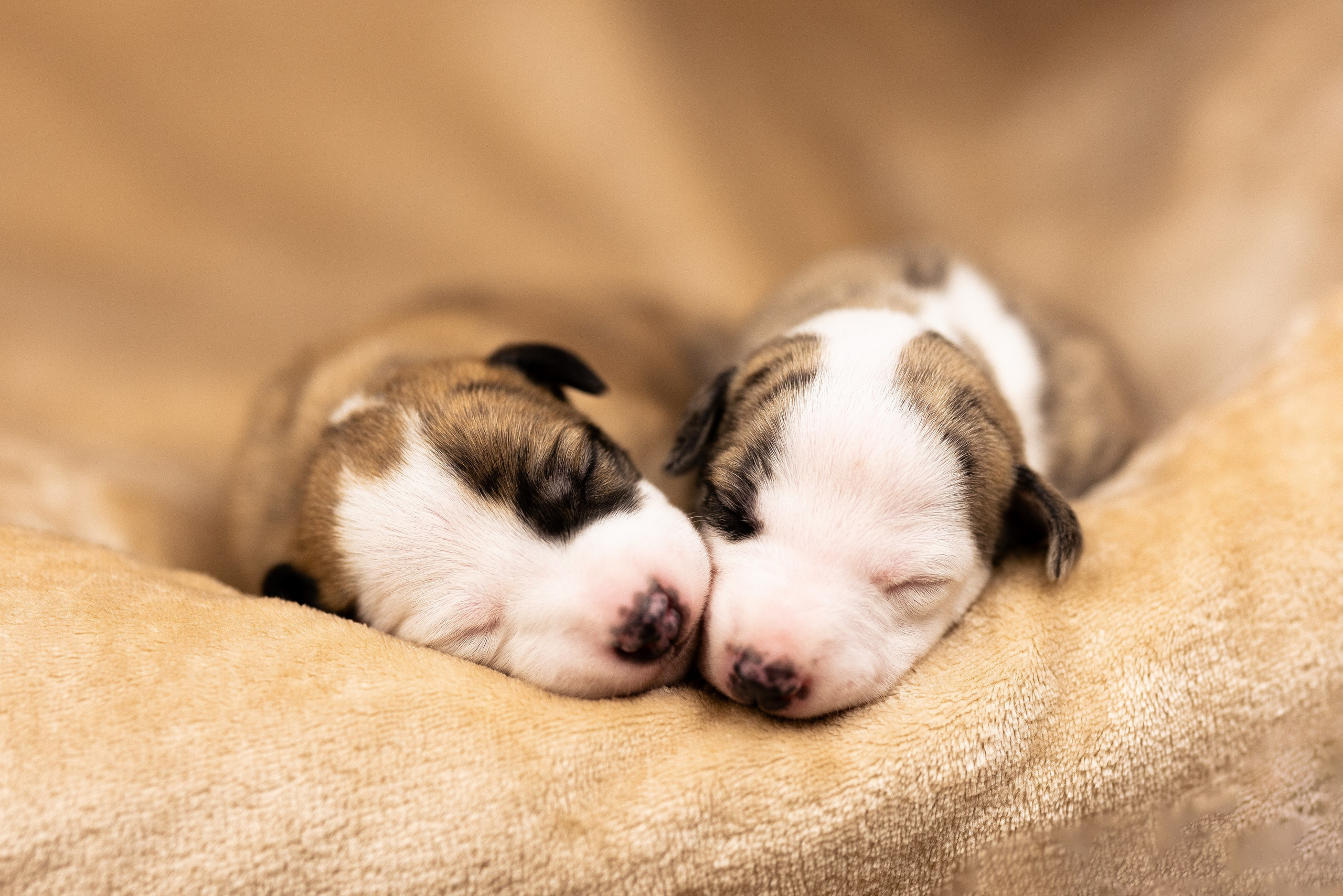 Уиппет. Фотограф и видеограф анималист Аганина Дарья