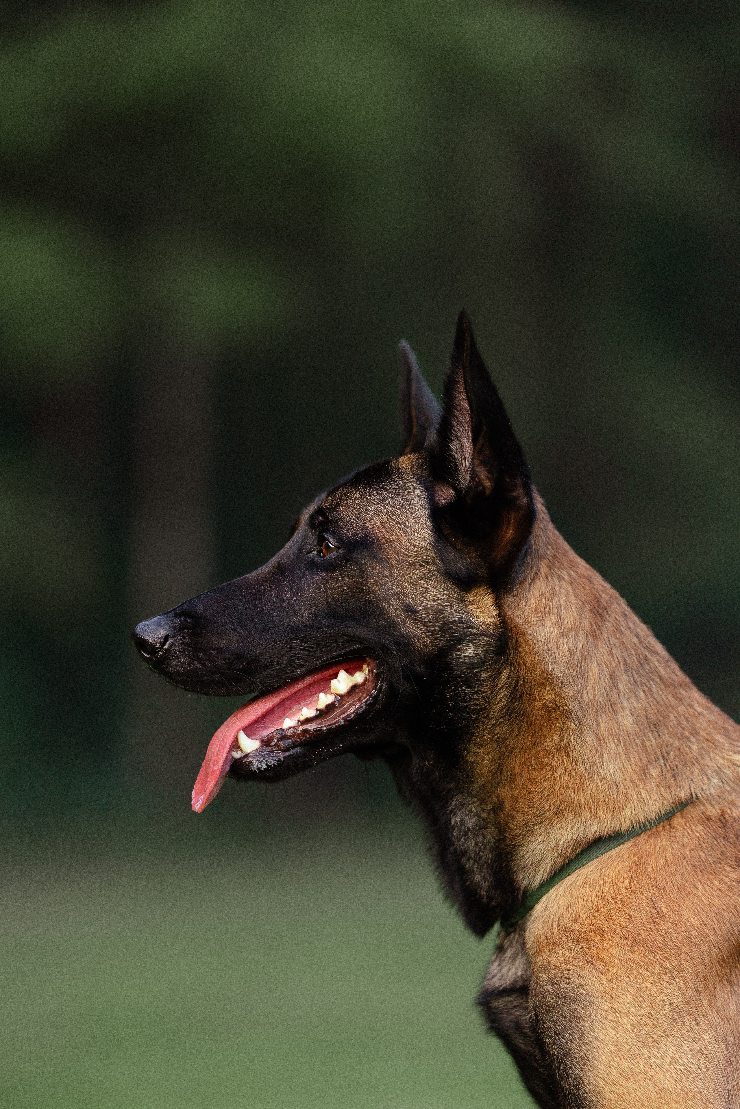 Галина и Кодекс. Фотограф и видеограф анималист Аганина Дарья