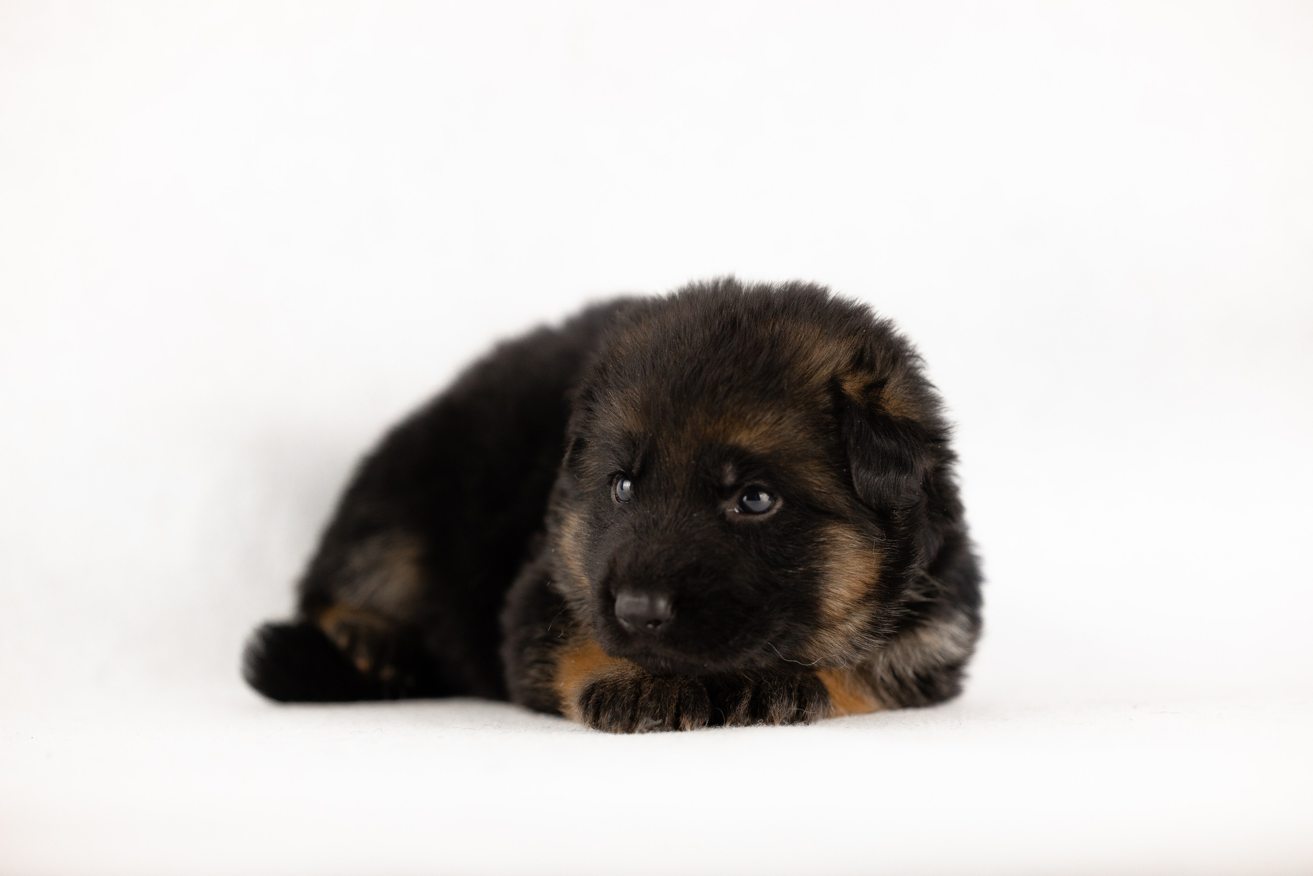 Немецкая овчарка. Фотограф и видеограф анималист Аганина Дарья