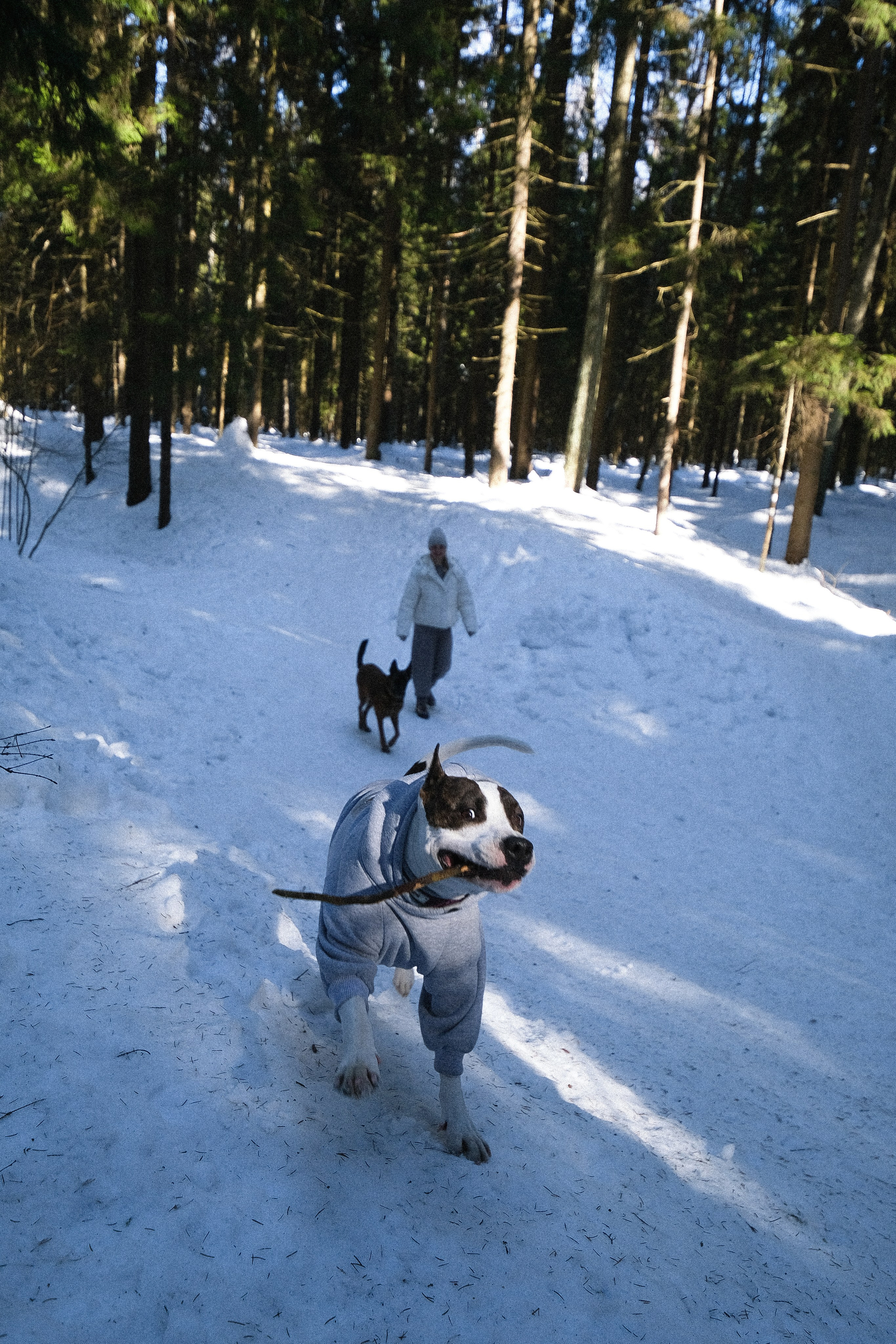Женя, Афра и Молли. Фотограф и видеограф анималист Аганина Дарья