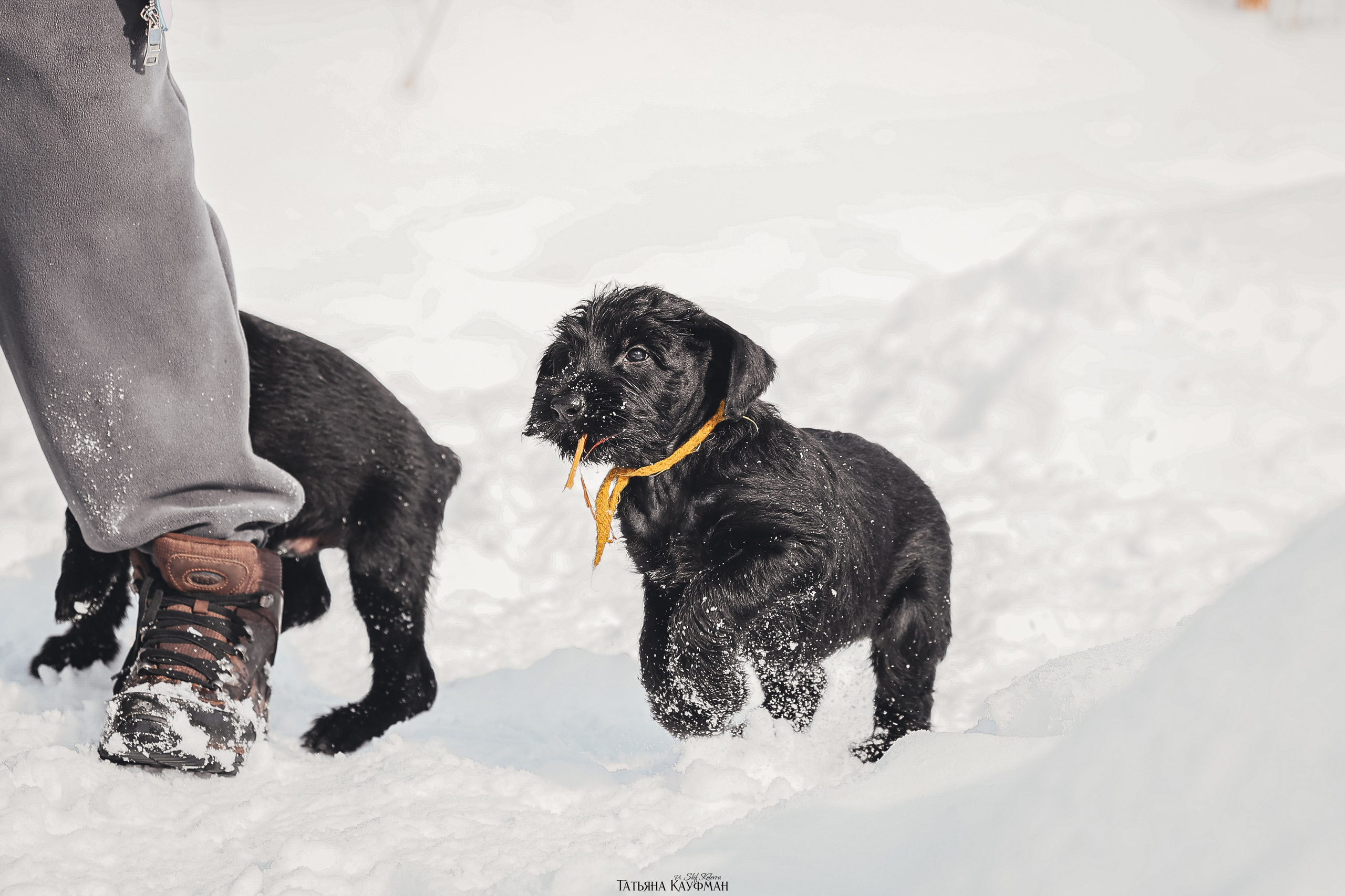 Ризеншнауцер, щенки ризеншнауцера, купить ризеншнауцера, купить щенка, ризеншнауцер Новосибирск, фотосъемка щенков, фотосессия собак, заказать фотосессию, фотографии щенков, сфотографировать щенка, фотограф Анималист, фотограф собак Новосибирск, фотограф анималист Новосибирск