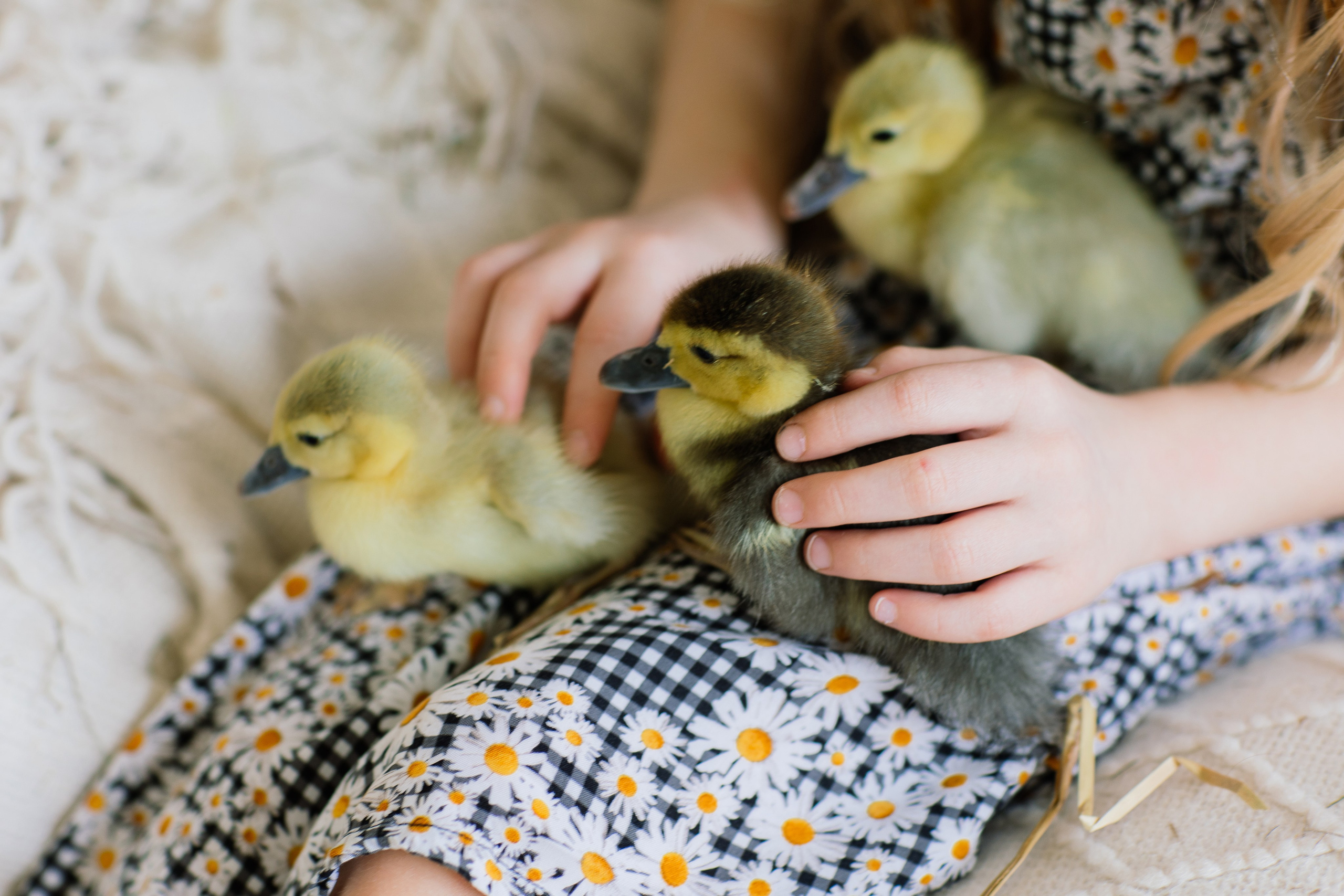 Фотопроект с утятами Ангелина. Семейный фотограф Толстикова Кристина