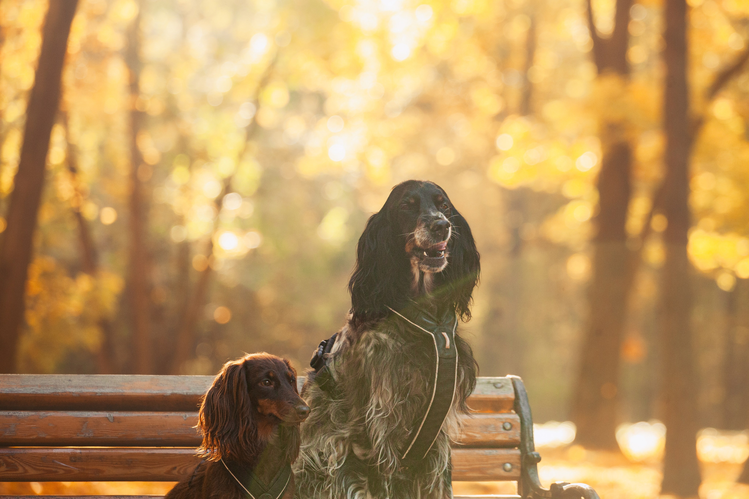 Света, Хайди, Богдана. Фотограф-анималист Татьяна Степанова