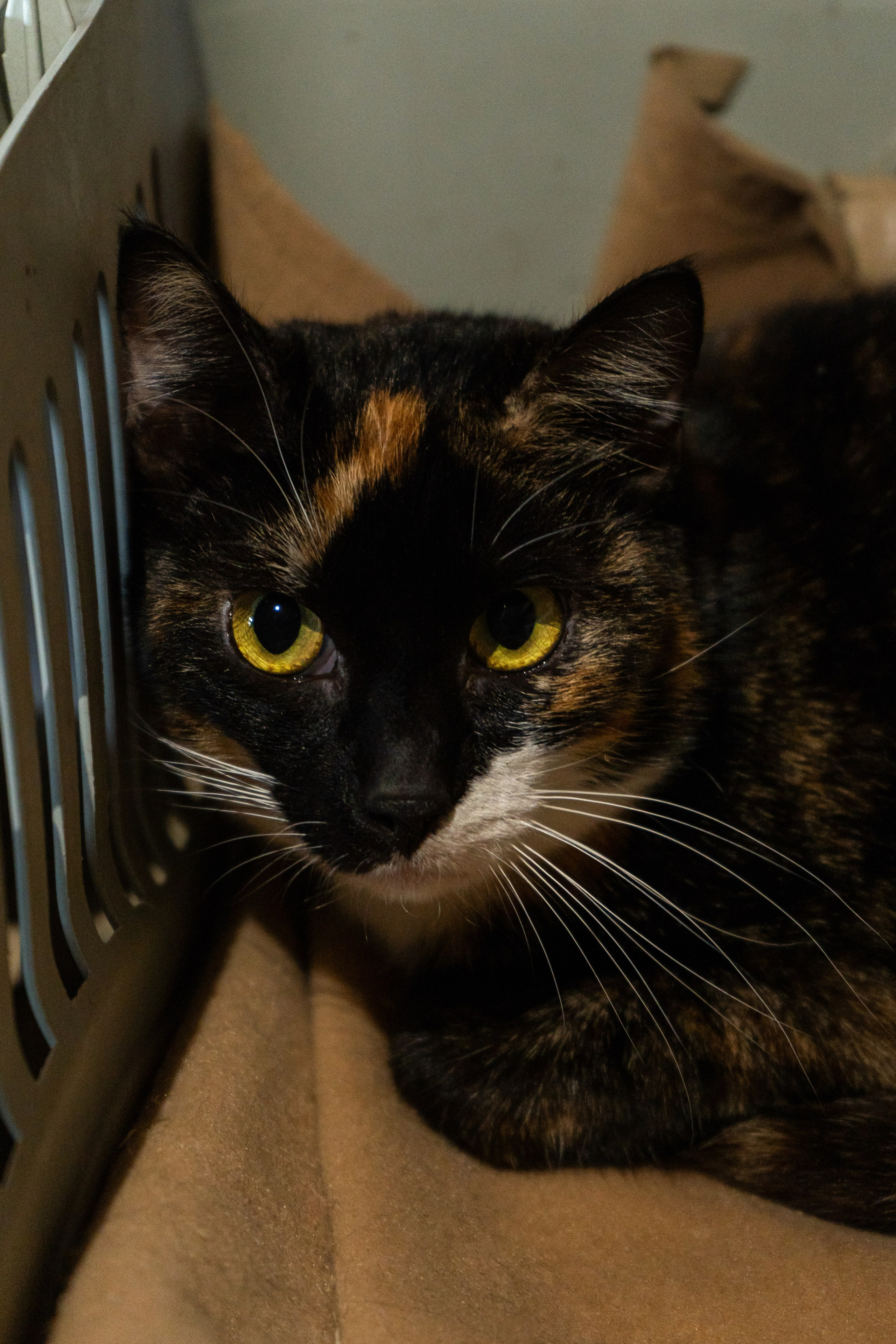 Pets. Makaroshkassirom — photographer in Minsk