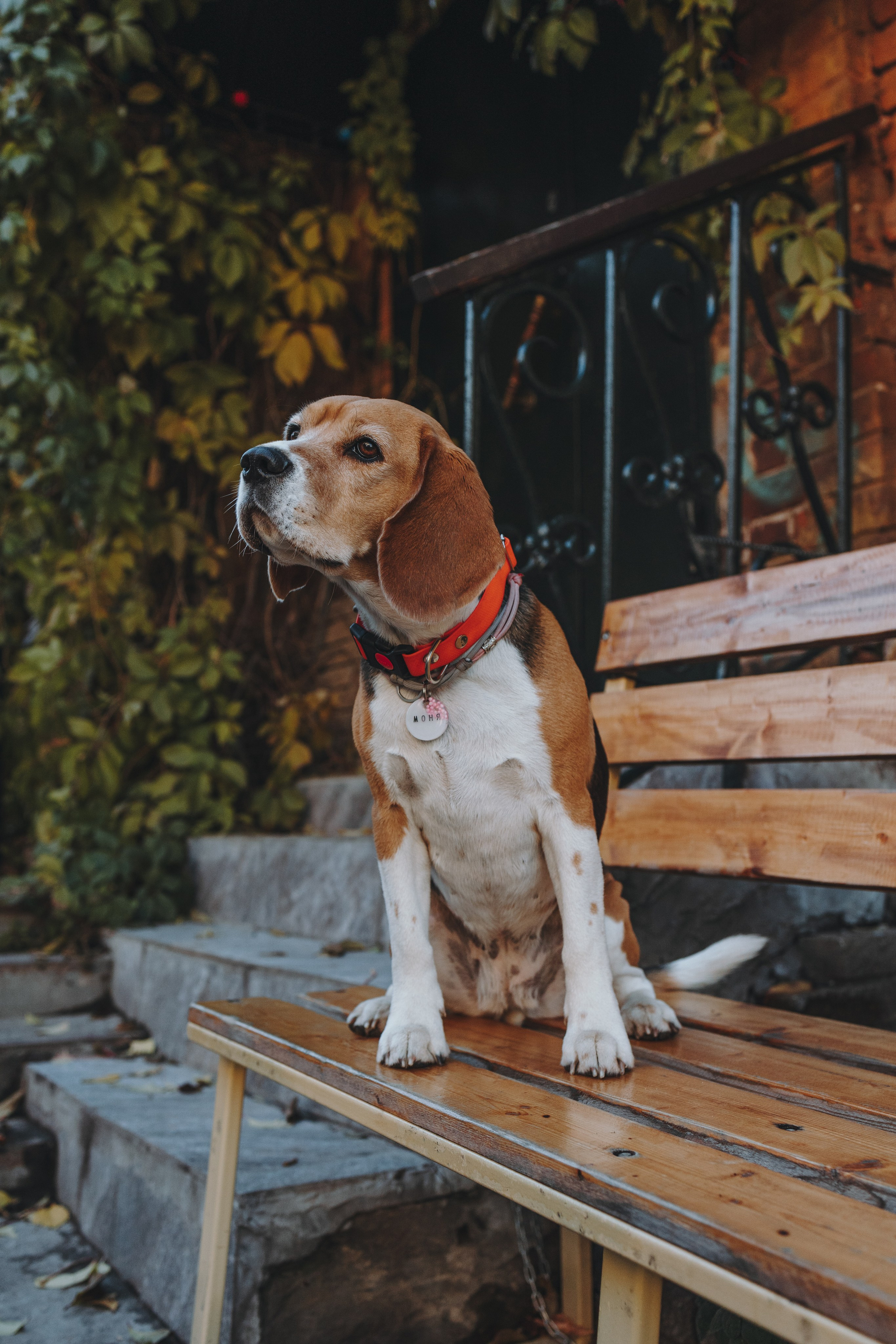 Аня и Моня. Фотограф — анималист Светлана Кысса|фотограф собак в Краснодаре и Нижнем Новгороде