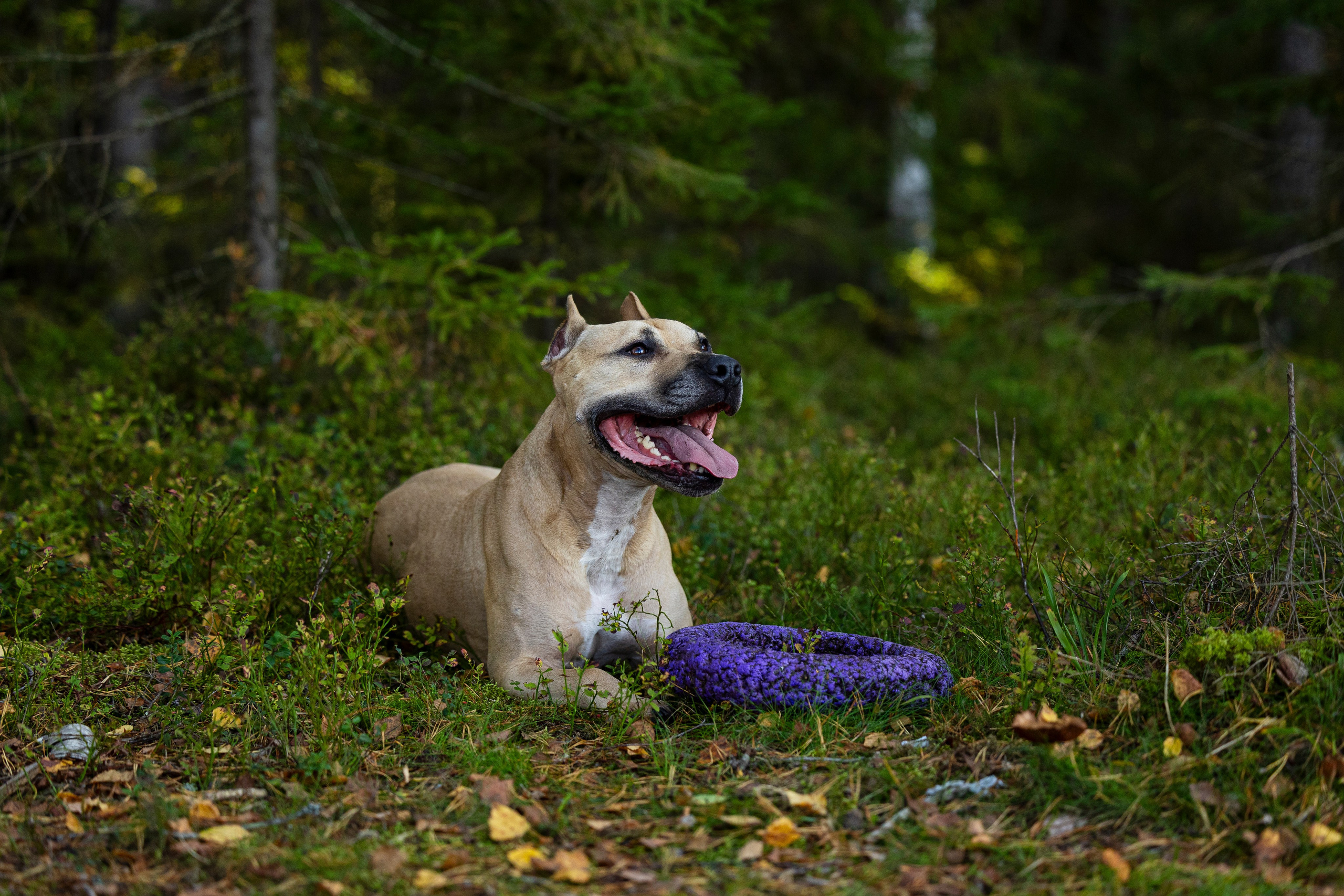 Фобос. Фотограф-анималист Анна Маринич