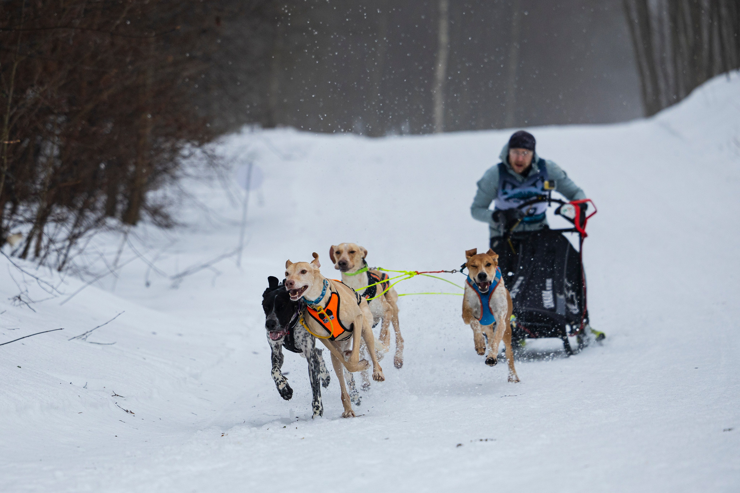 Зимний Чемпионат Санкт-Петербурга по ездовому спорту. Фотограф-анималист Анна Маринич