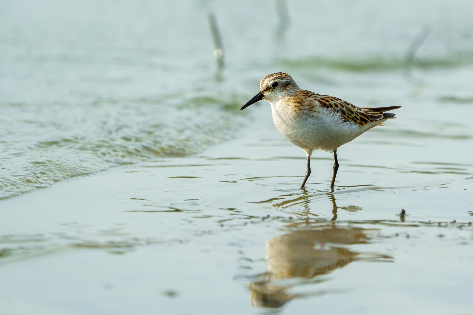 Удивительные мир птиц. Вокруг нас столько прекрасного — присмотритесь!. Ваш личный фотограф Марина Волкова