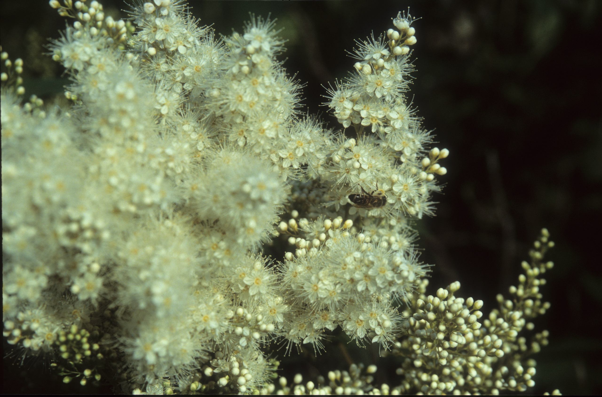 Лето в городе. Фотограф в Санкт-Петербурге Березовский Даниил