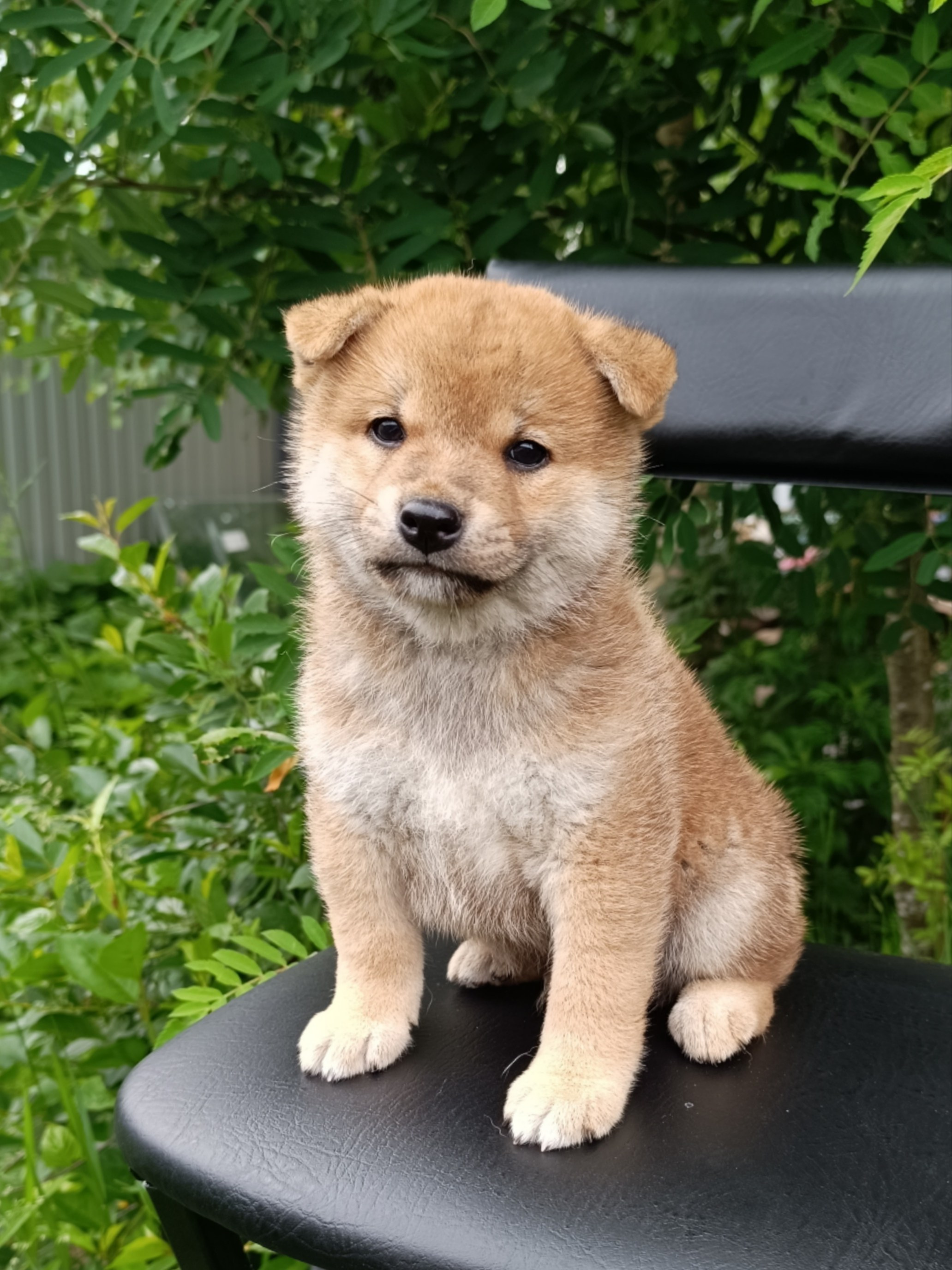 Сиба Rubylight Germes питомник Рубилайт