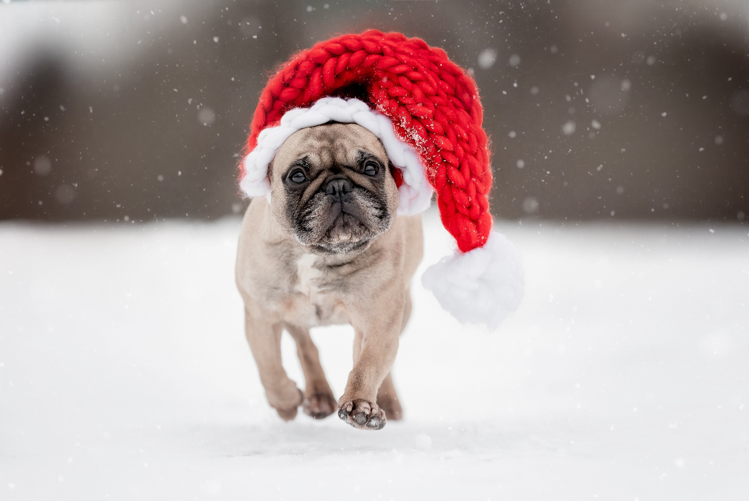 Анималистика. Репортажный фотограф Мария Мадзик