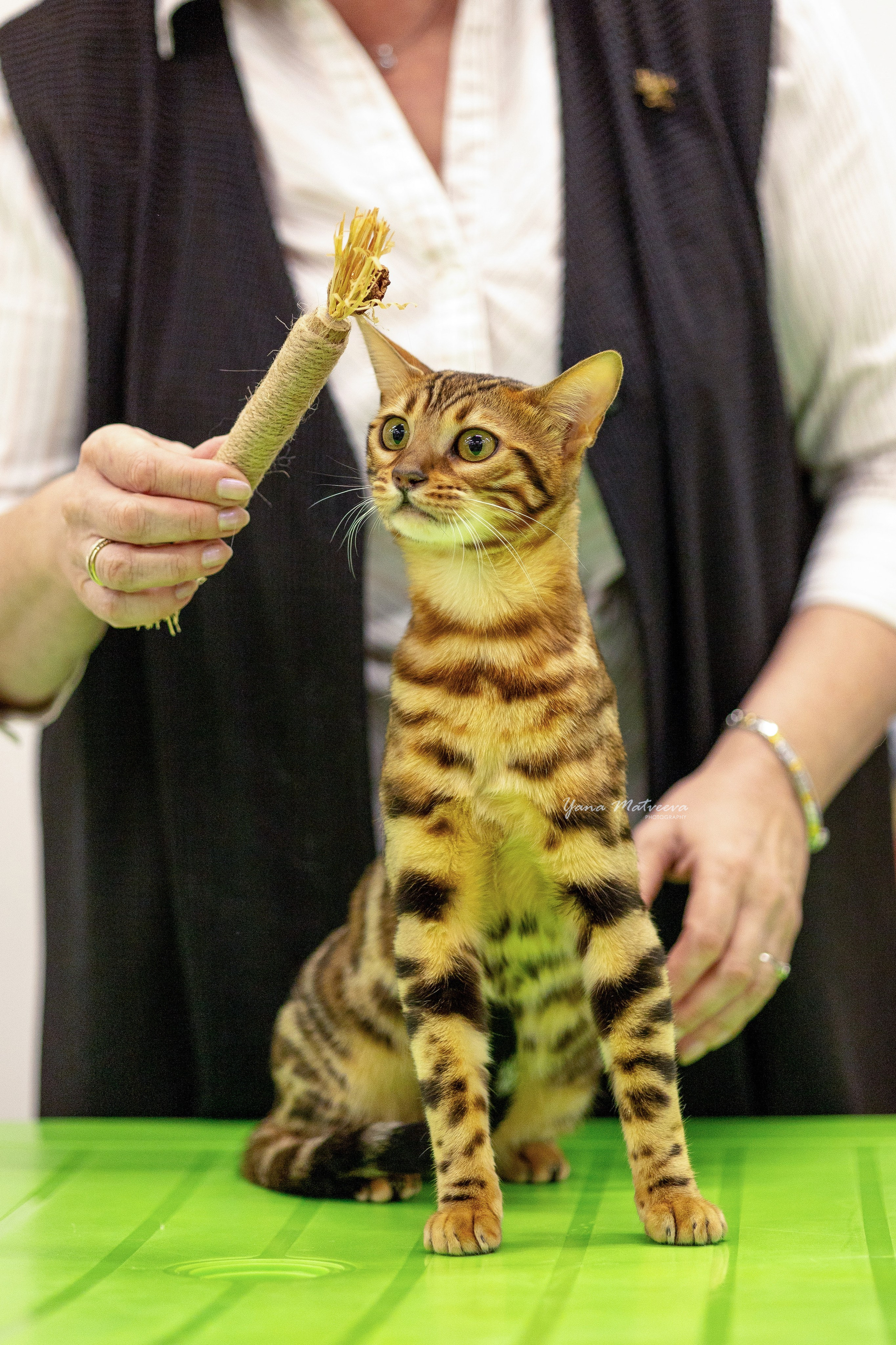 Кошки. Фотограф Яна Матвеева в Ижевске