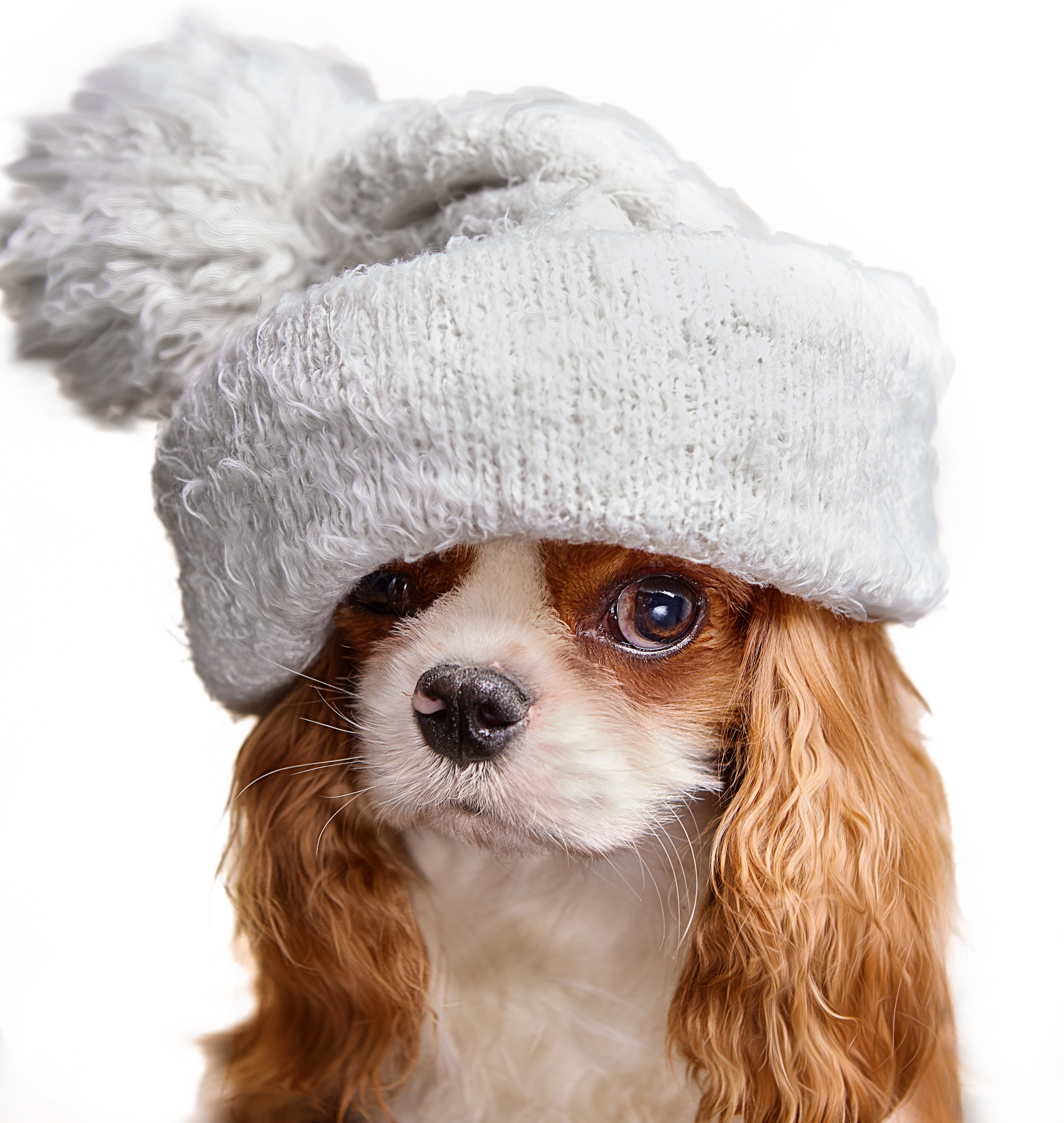 Портфолио. Студия груминга Валерии Кравец