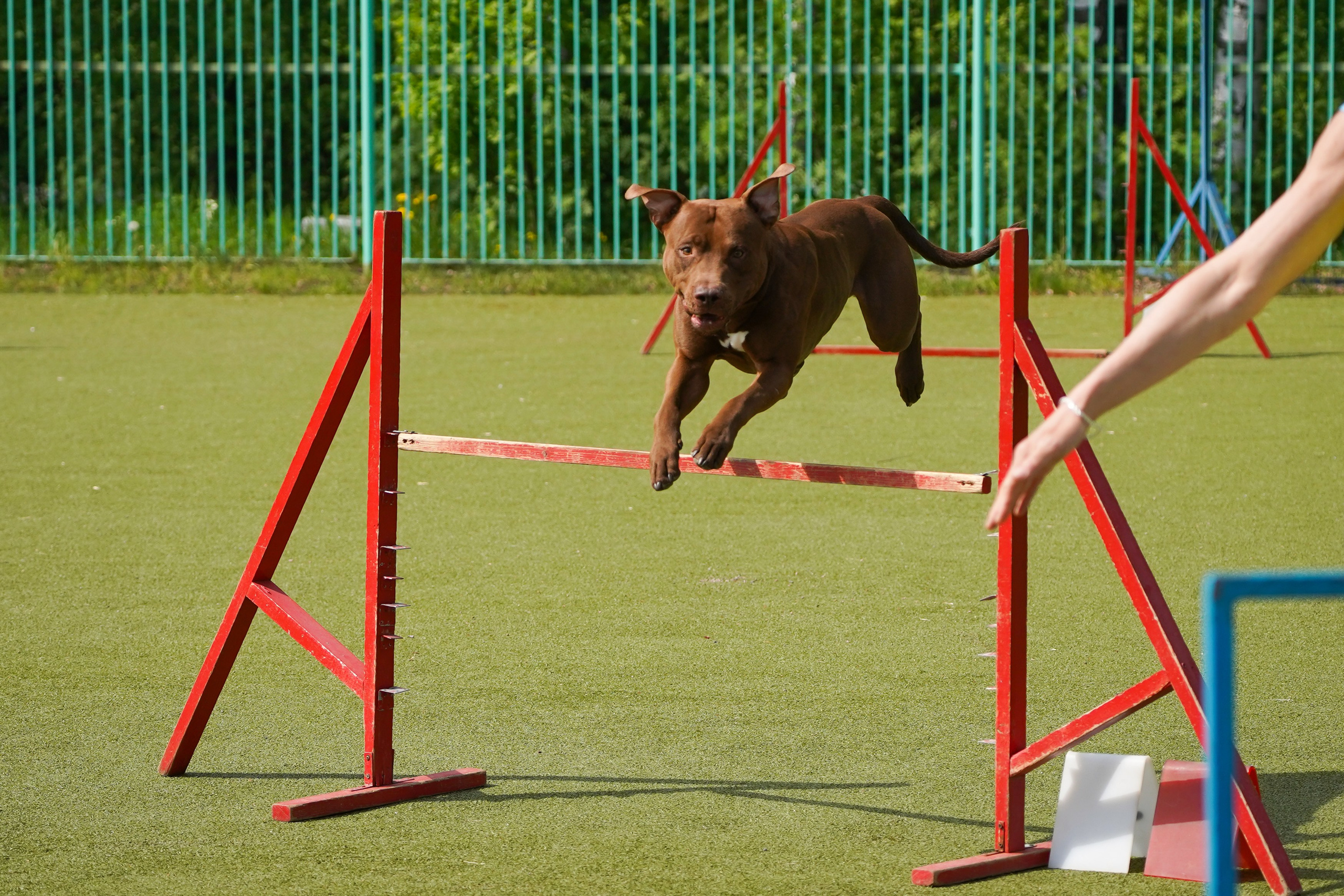 Аджилити 25.05.24, Санкт-Петербург. Фотограф-анималист Анастасия Большакова