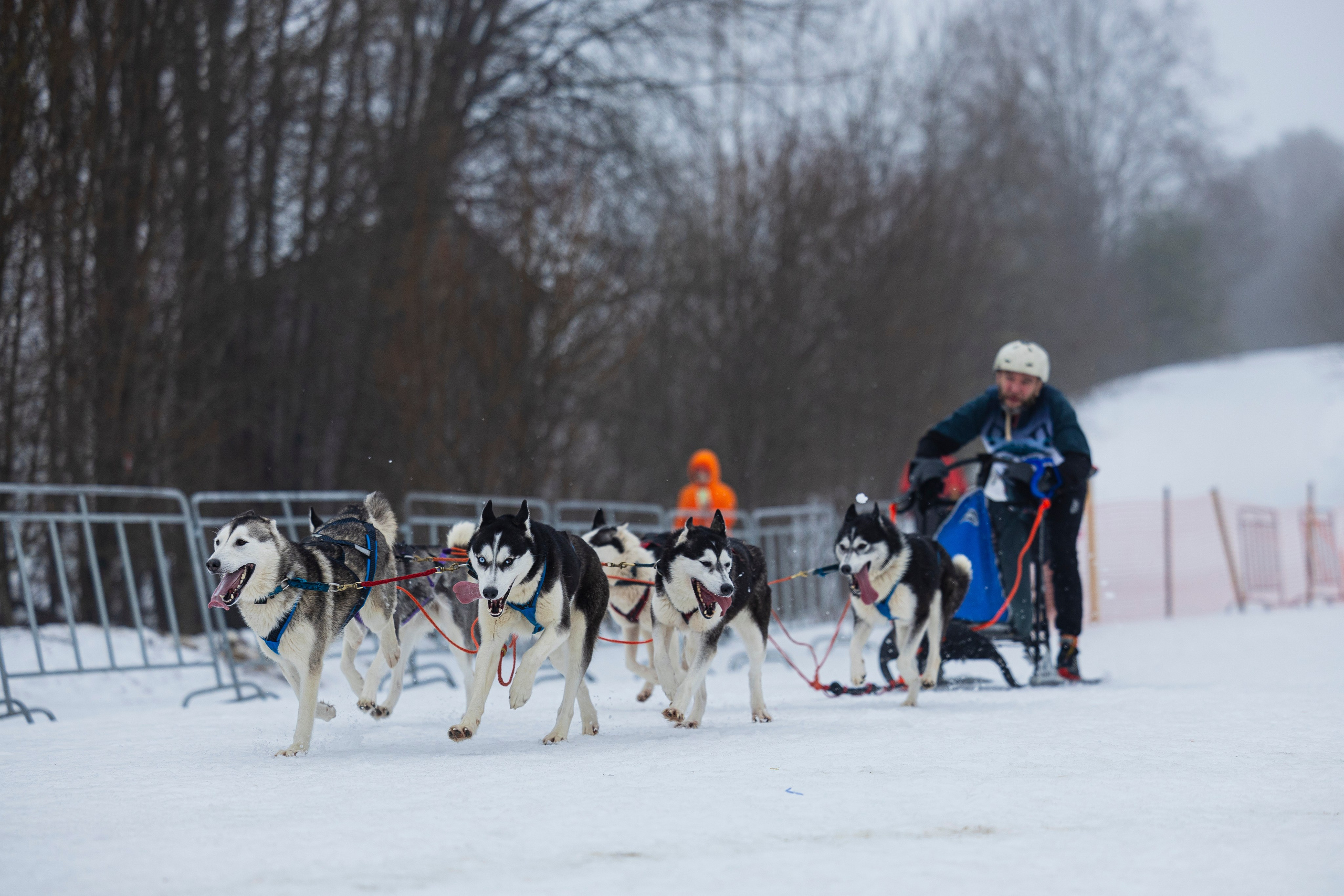 Зимний Чемпионат Санкт-Петербурга по ездовому спорту. Фотограф-анималист Анна Маринич