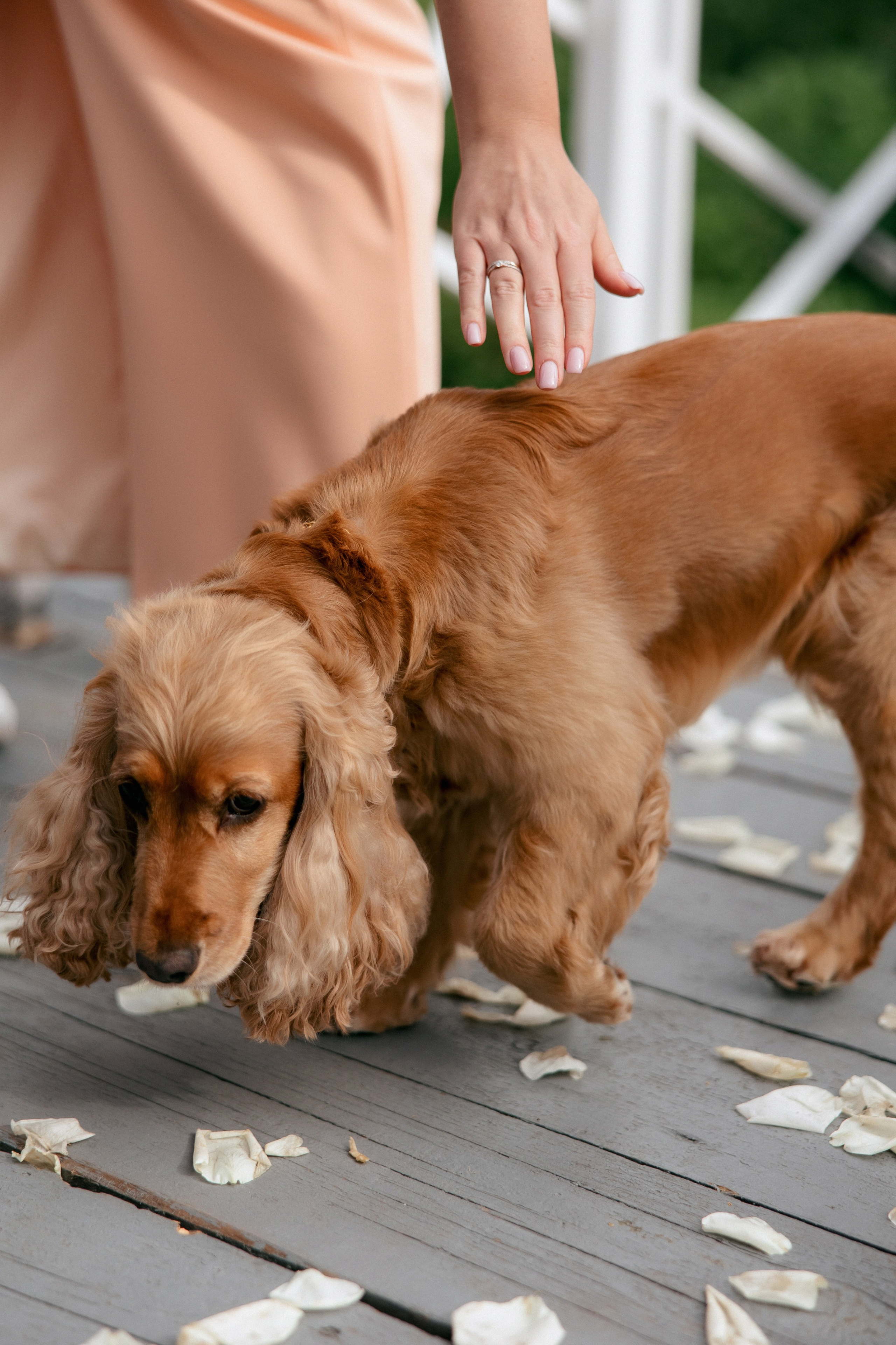 Свадебная фотосессия Настя, Макс и Карюша. Свадебный фотограф Москва