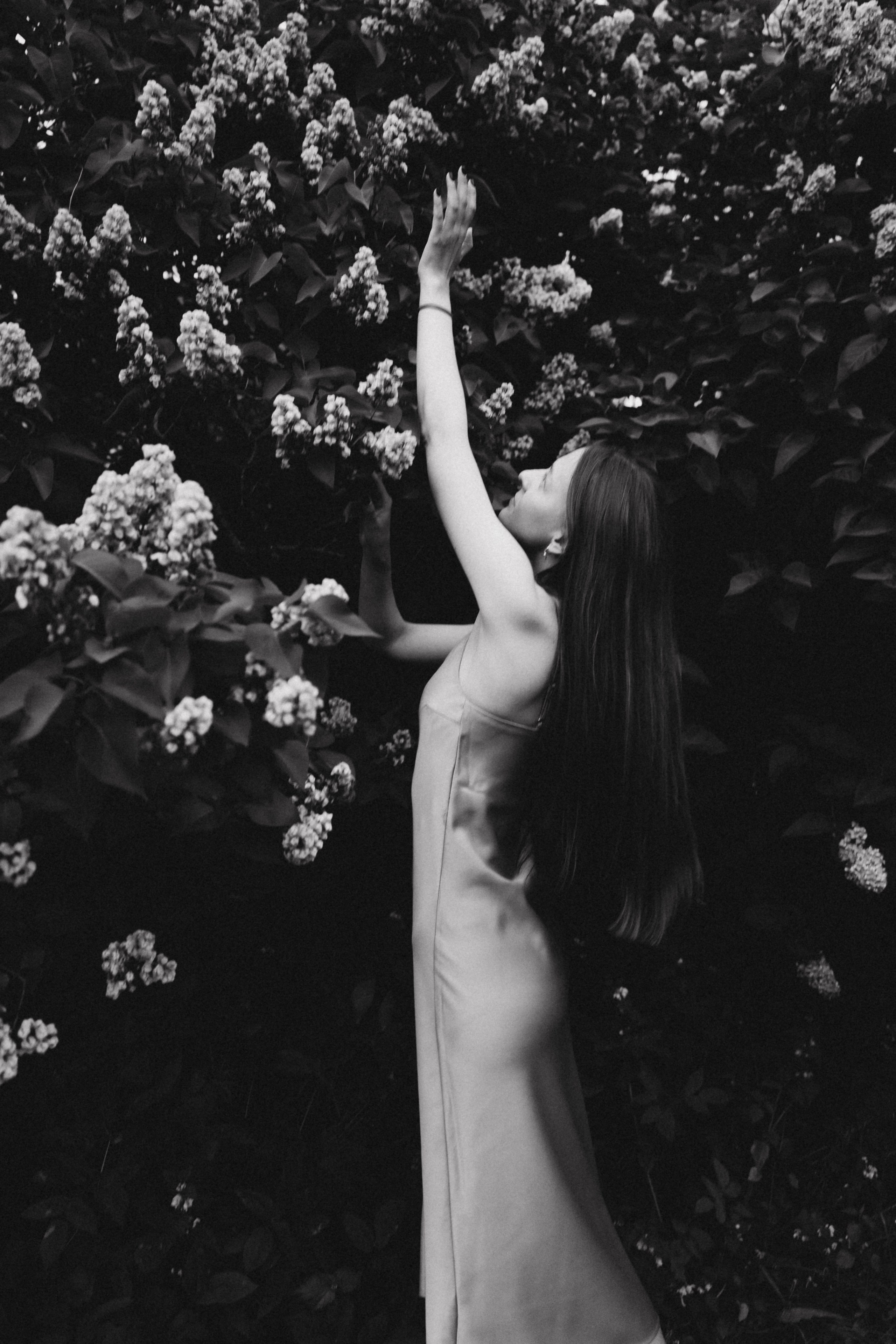 Сиреневый сад. Фотограф Москва