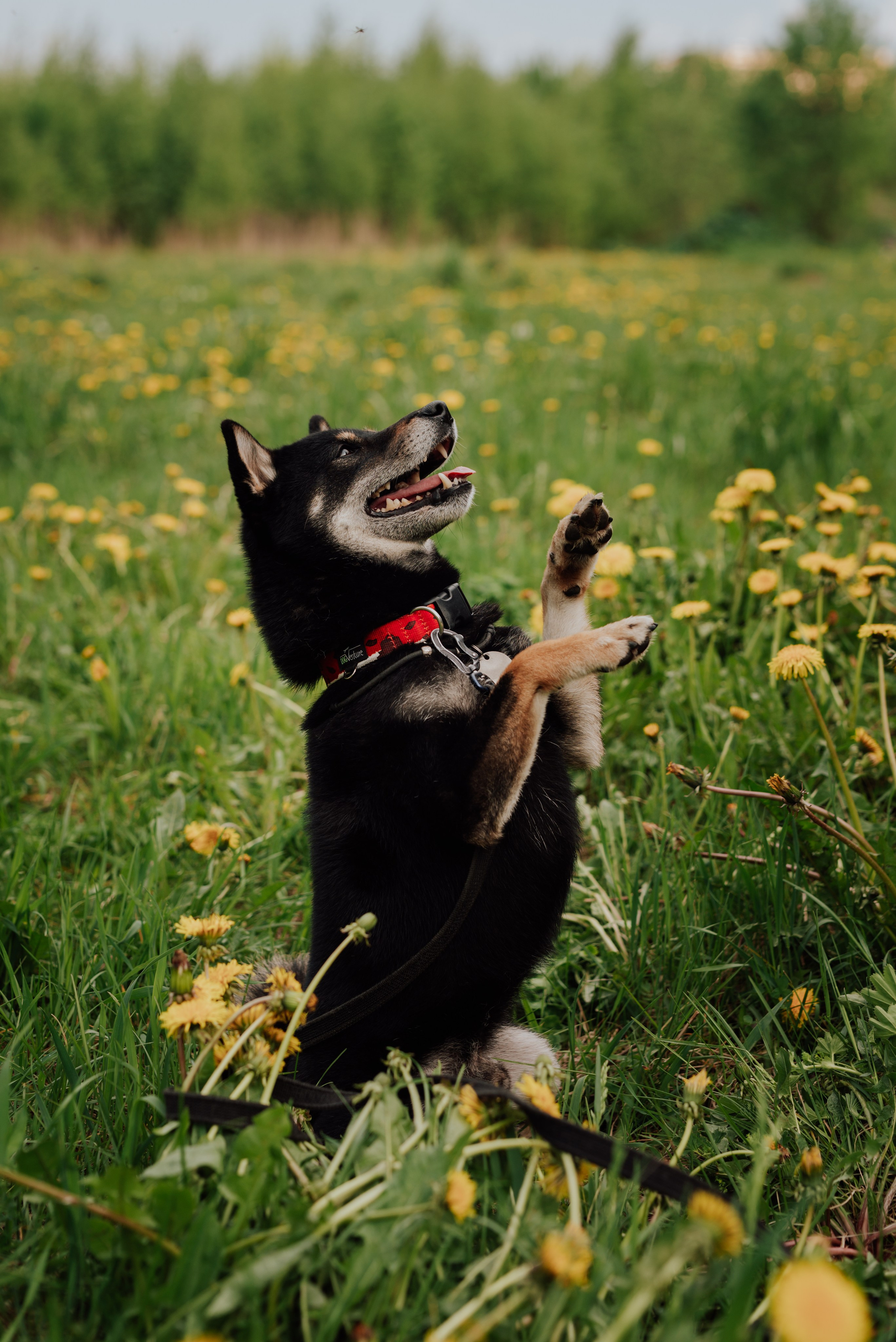 Фотовыходные с питомцами Мурино. Фотограф в Санкт-Петербурге и Ленинградской области