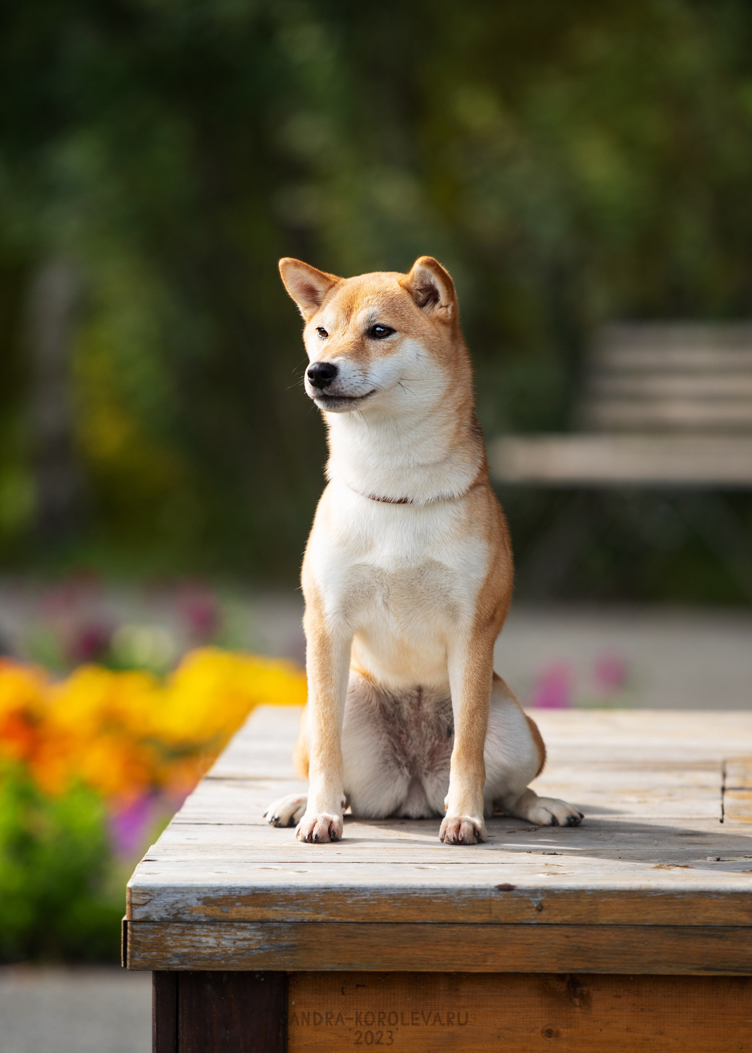 Выставка собак Тюмень 02.09.2023. Дог-фотограф в Тюмени Александра Королева