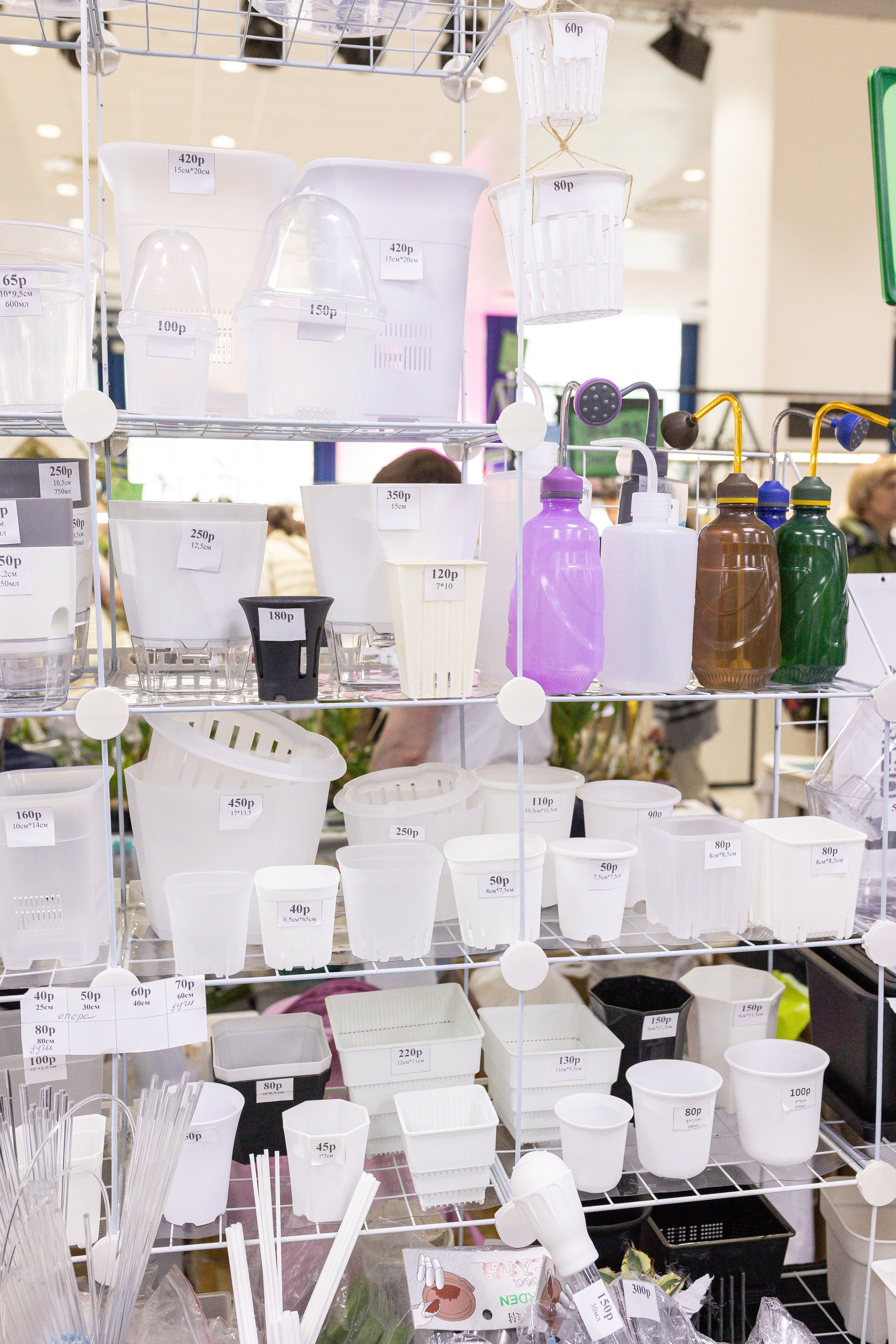 Орхидиум май 2025. Александра Куликова фотограф, Москва