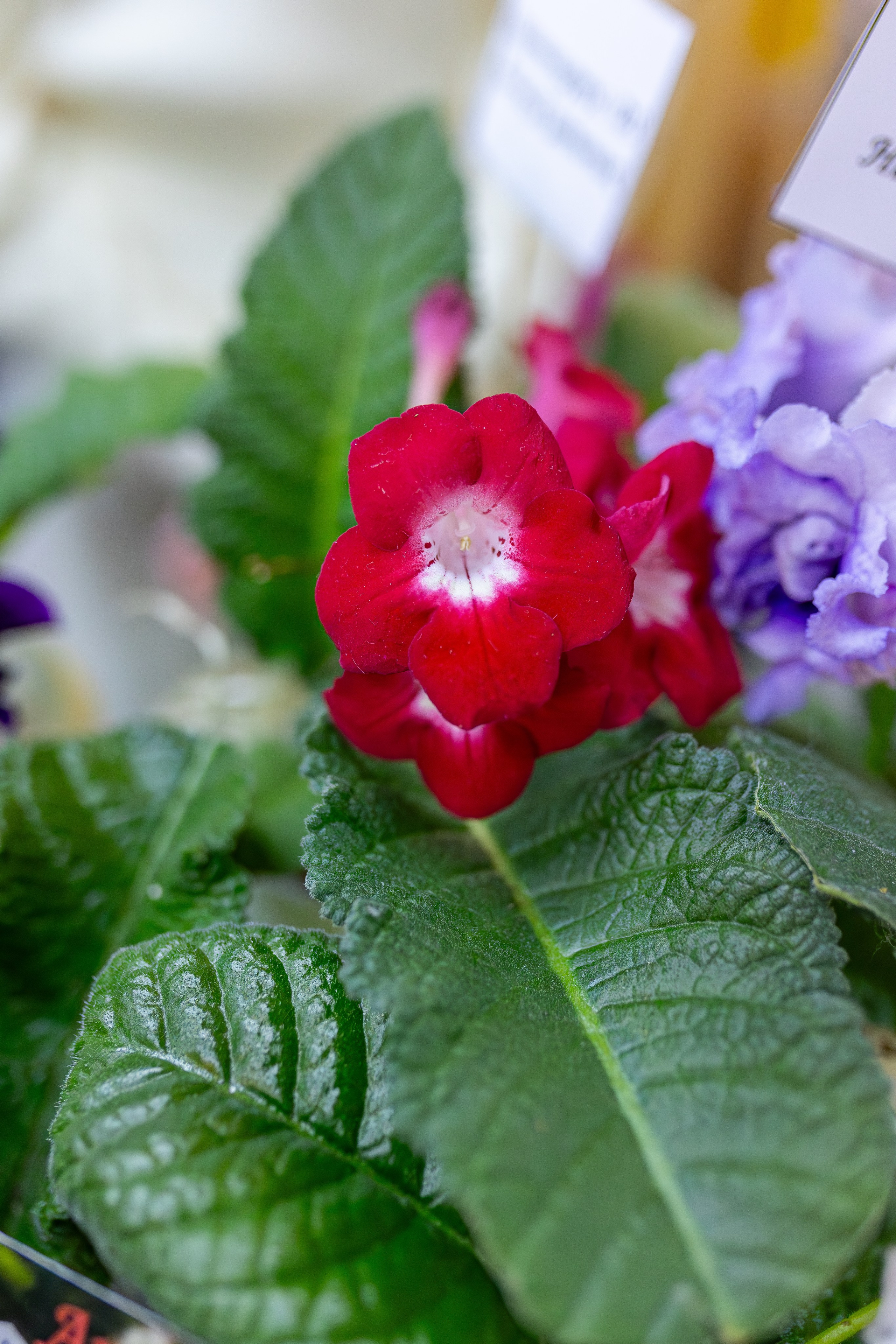 Монстериум апрель 2026. Александра Куликова фотограф, Москва