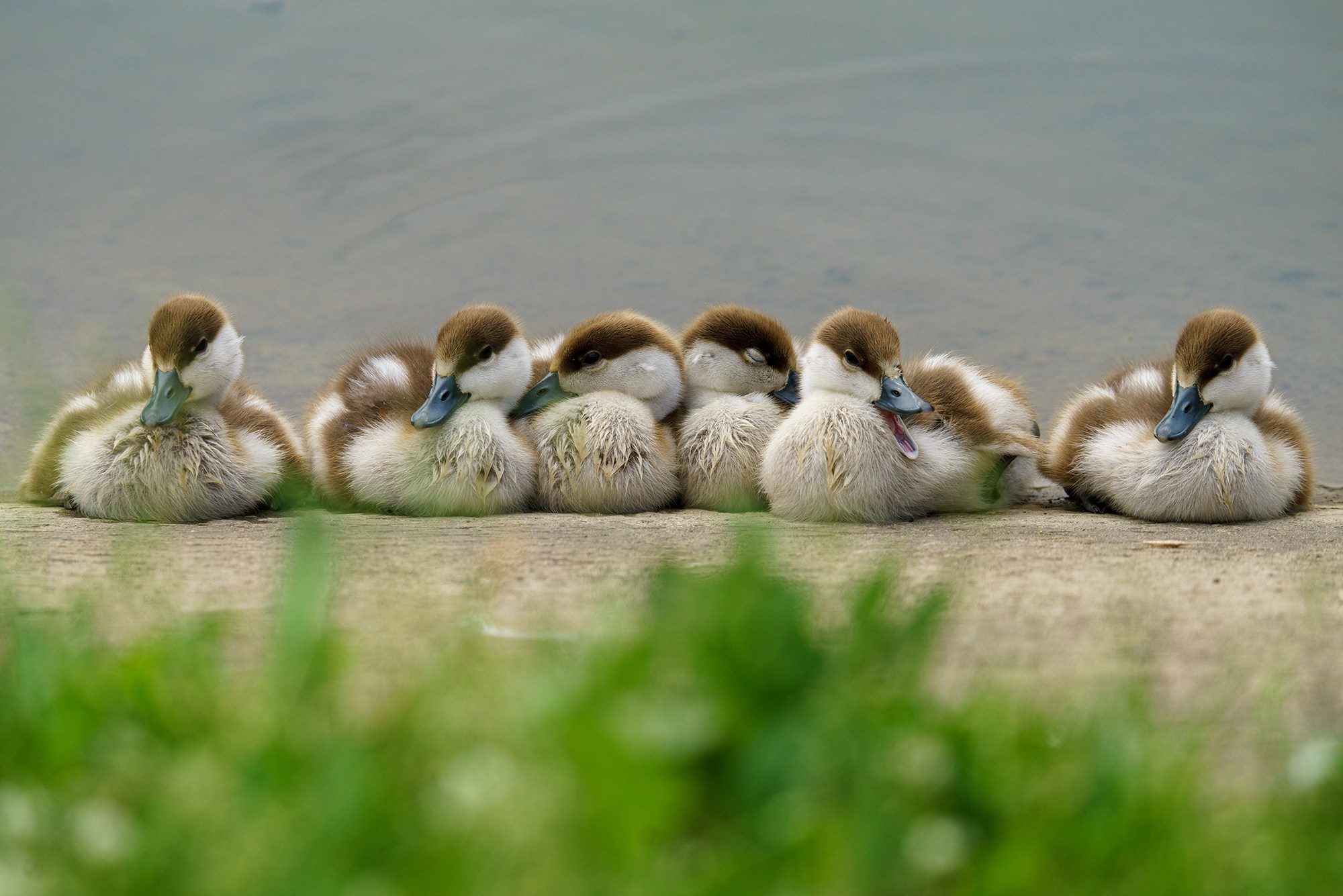 Удивительные мир птиц. Вокруг нас столько прекрасного — присмотритесь!. Ваш личный фотограф Марина Волкова