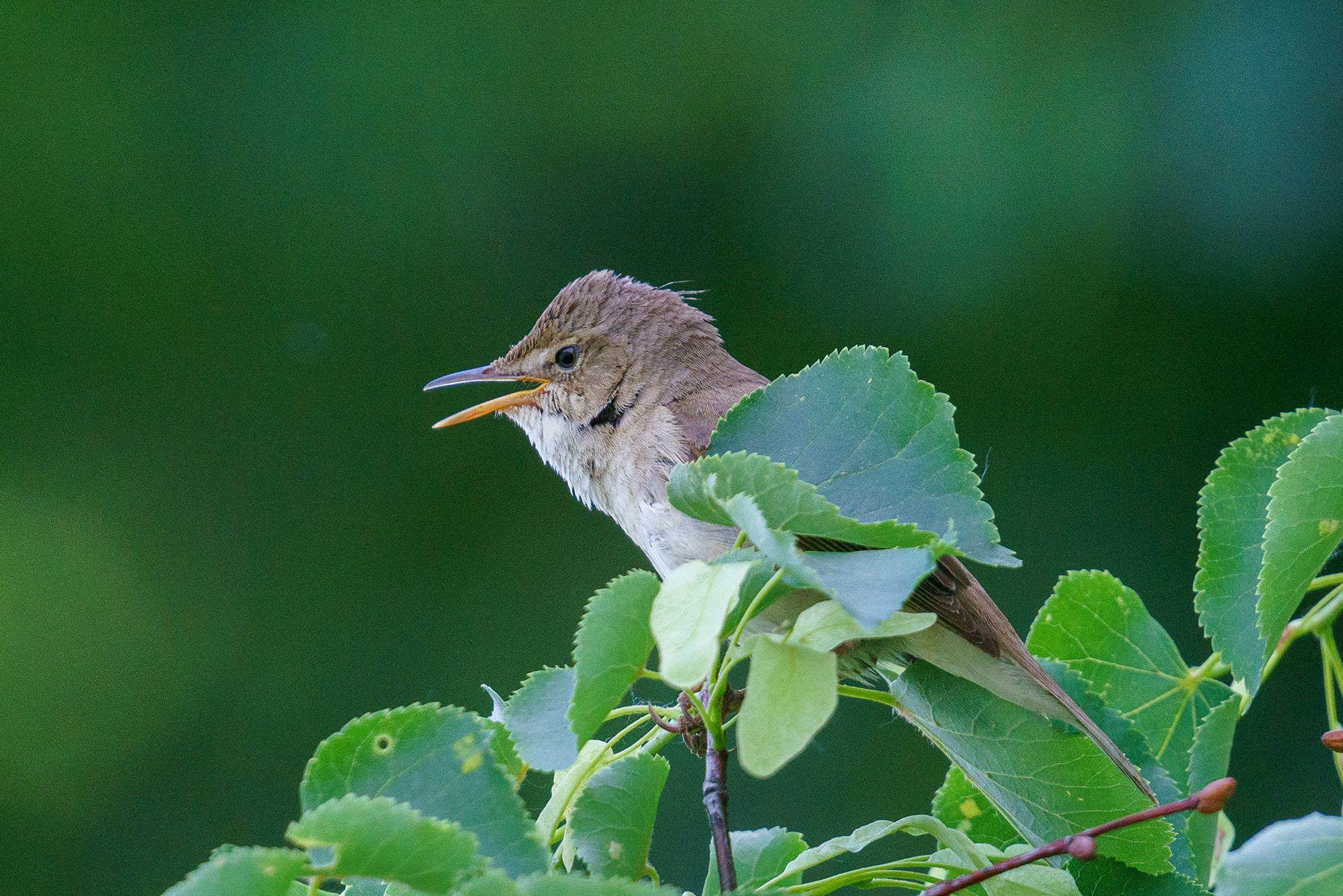Удивительные мир птиц. Вокруг нас столько прекрасного — присмотритесь!. Ваш личный фотограф Марина Волкова
