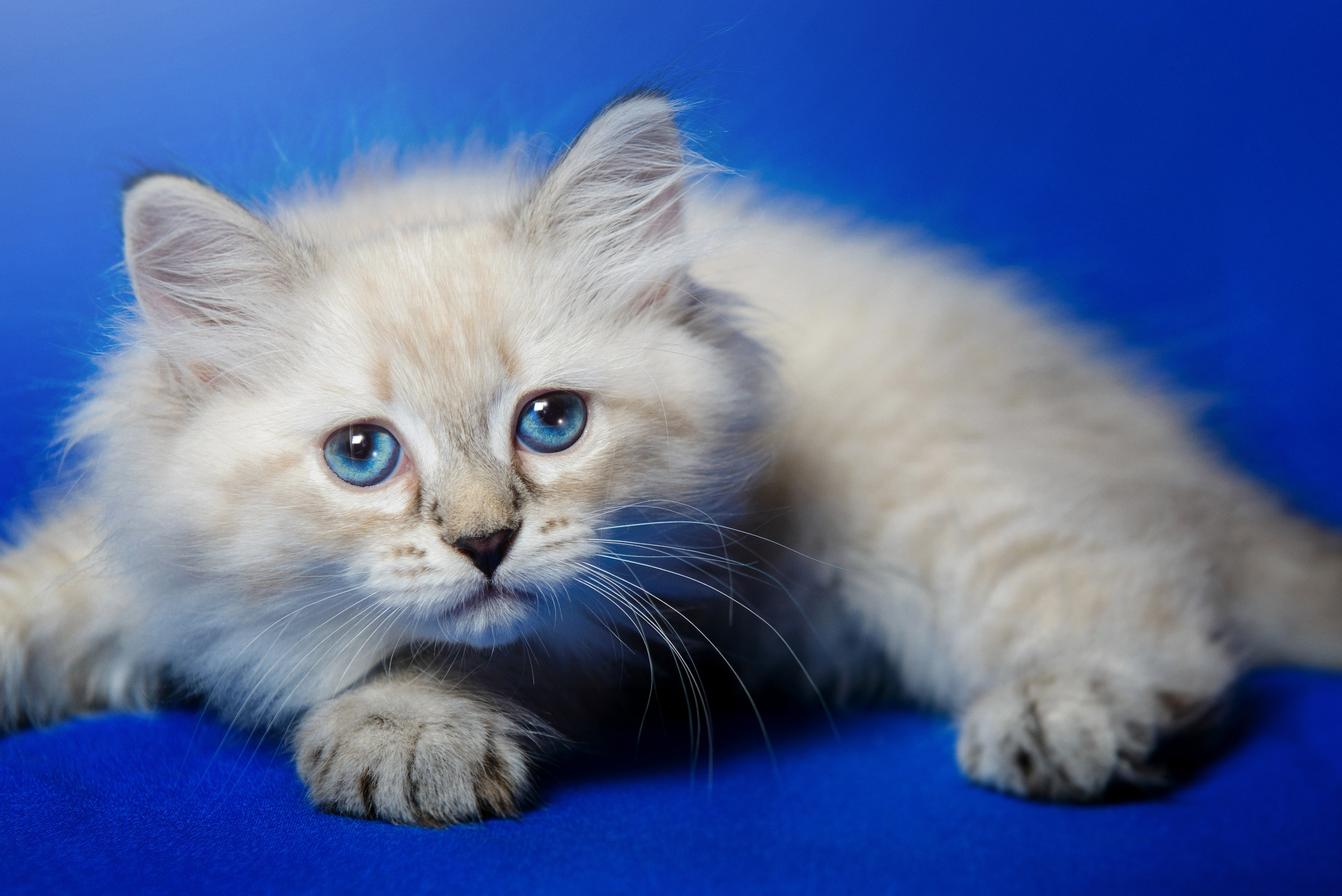 Реклама. Репортаж, Интерьеры, Мероприятия, SMM. Фотограф Ставрополь