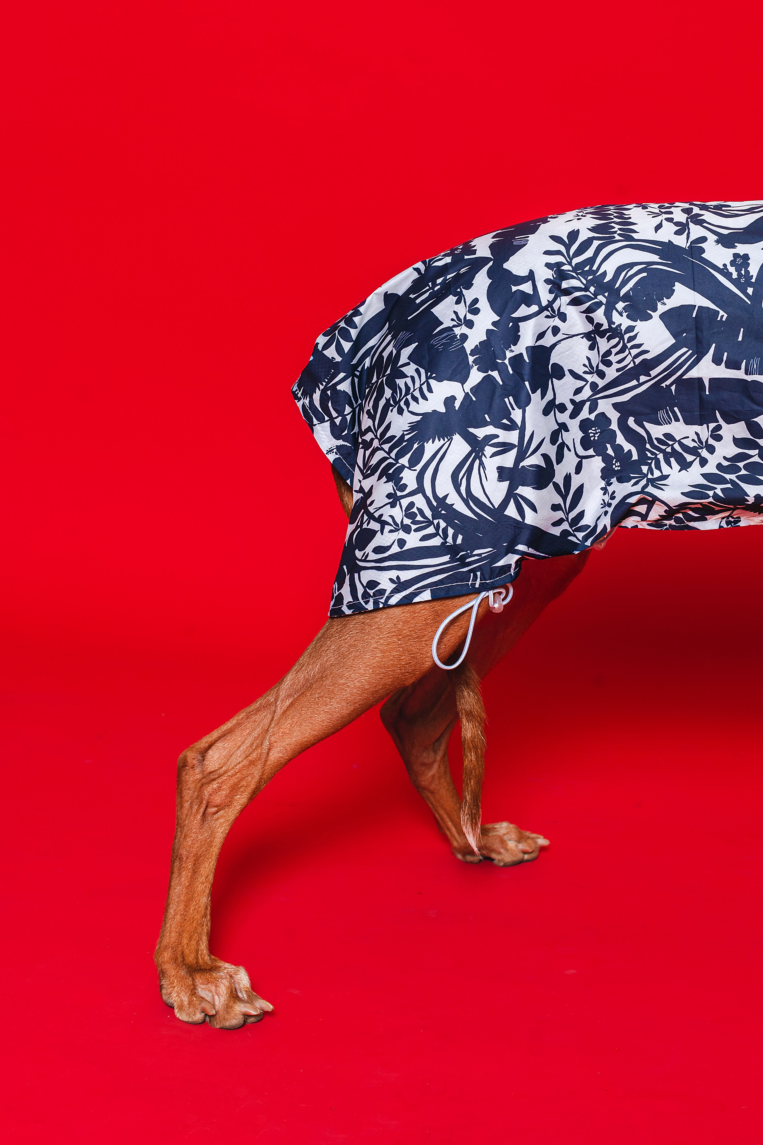 Съемка для бренда TEDDYBOY. Фотограф-анималист Татьяна Степанова