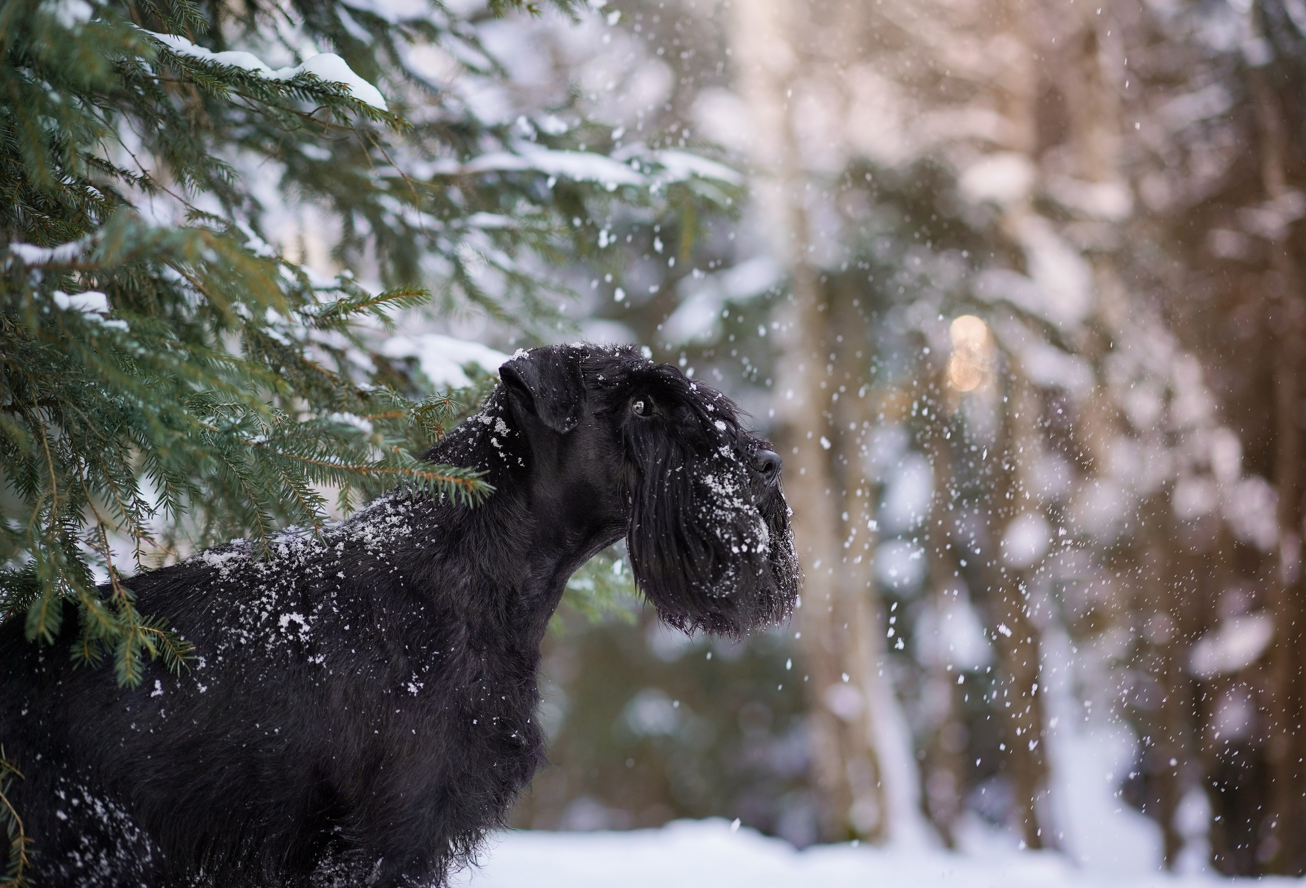 Настя Энзо и Мия. Фотограф-анималист в Санкт-Петербурге Яна Мартынова