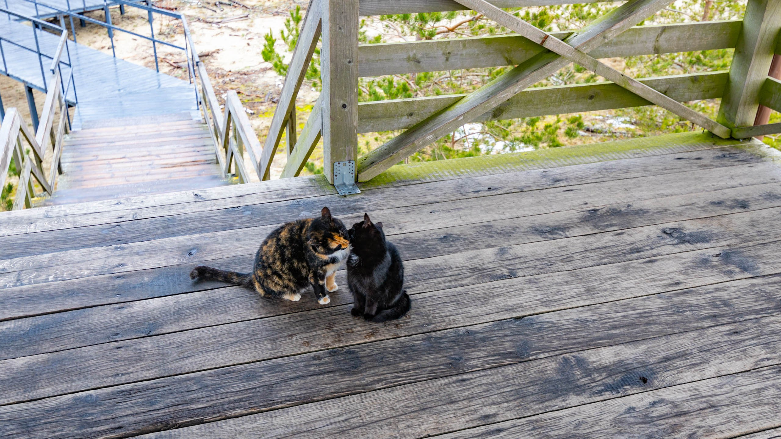 2024 01 Калининград (Светлогорск, Зеленоградск). Фотографии