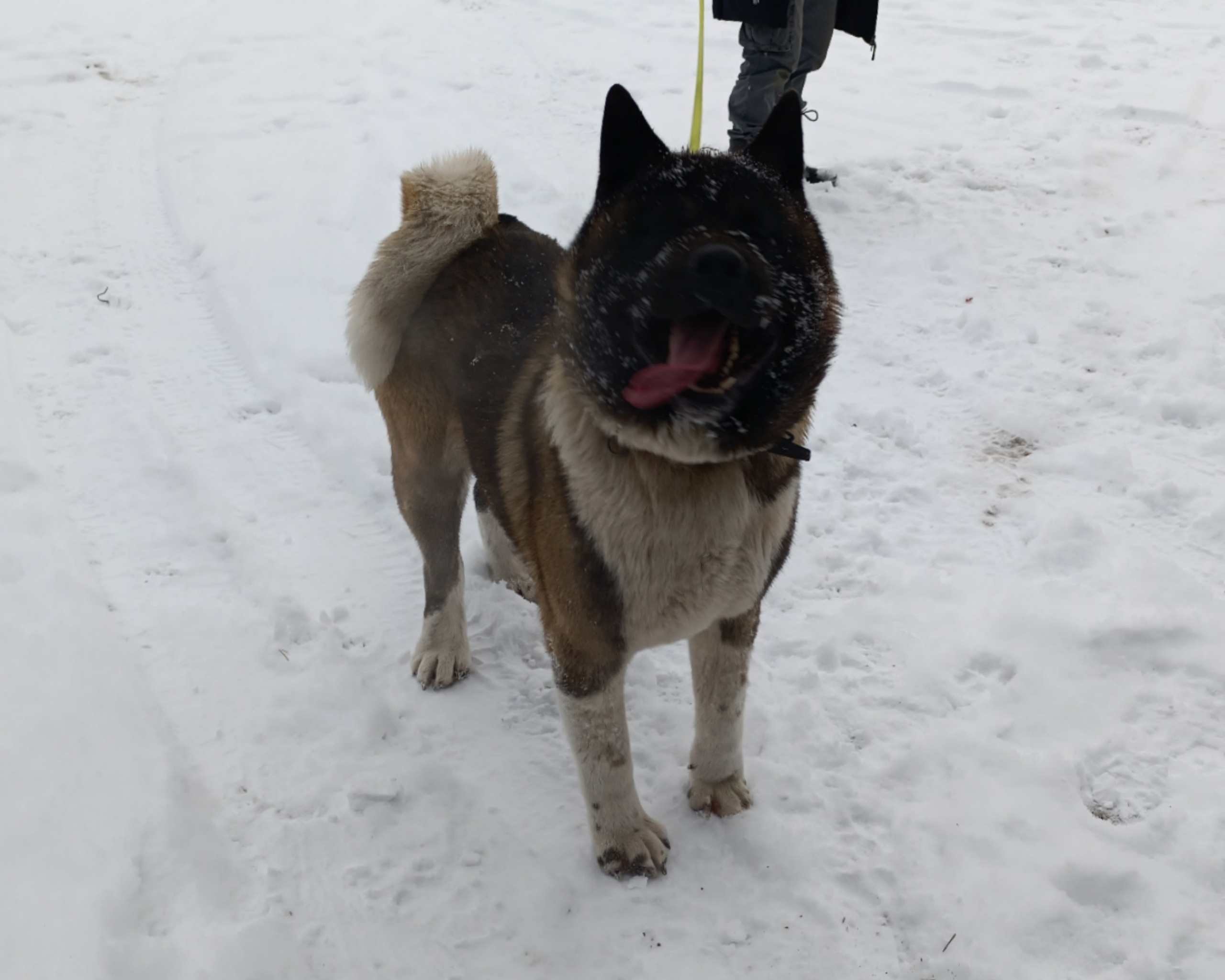 Triumf Sibiri Sting Shape of my Heart * Сэм   Американская Акита кобель питомник RUBYLIGHT Санкт-Петербург