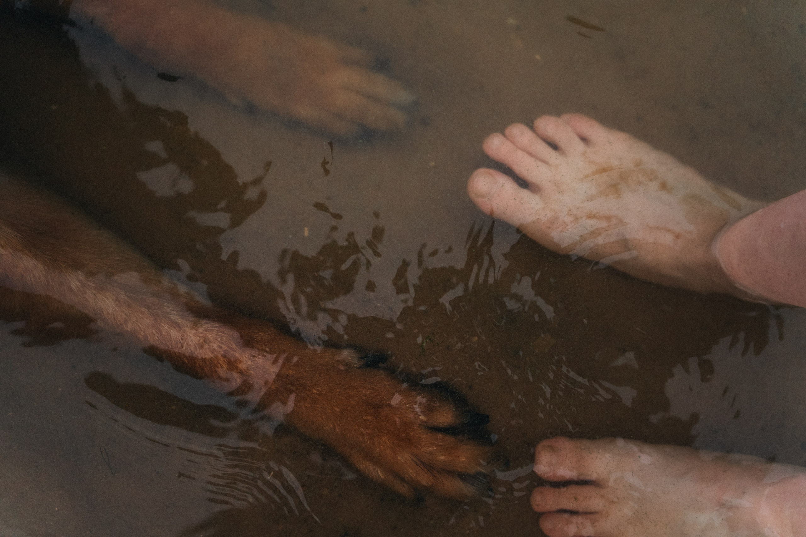 Вика и Фрея. Фотограф анималист в Москве и Санкт-Петербурге Свиридова Анна