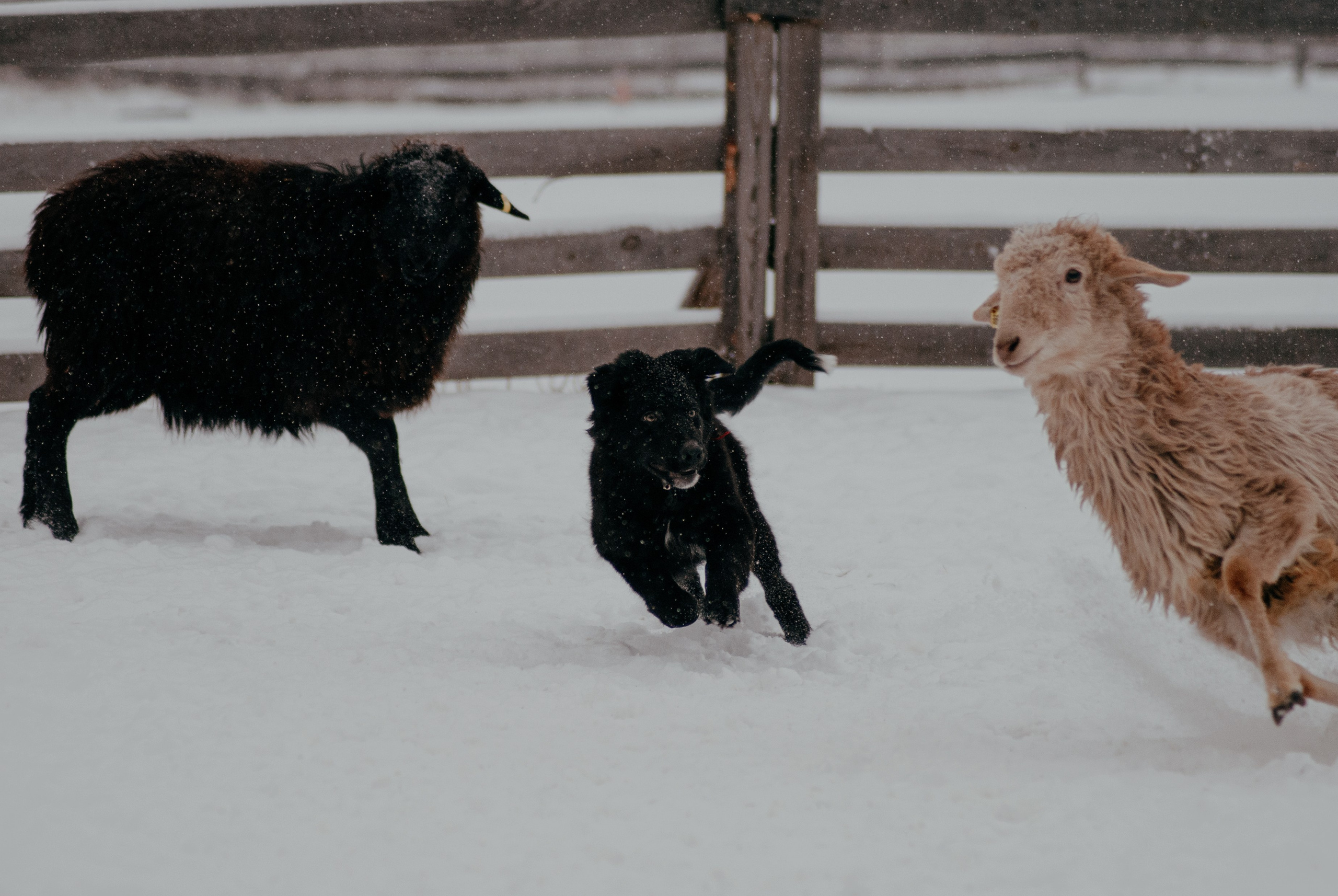 Пастьба. Фотограф в Тюмени Лизавета Сапицкая