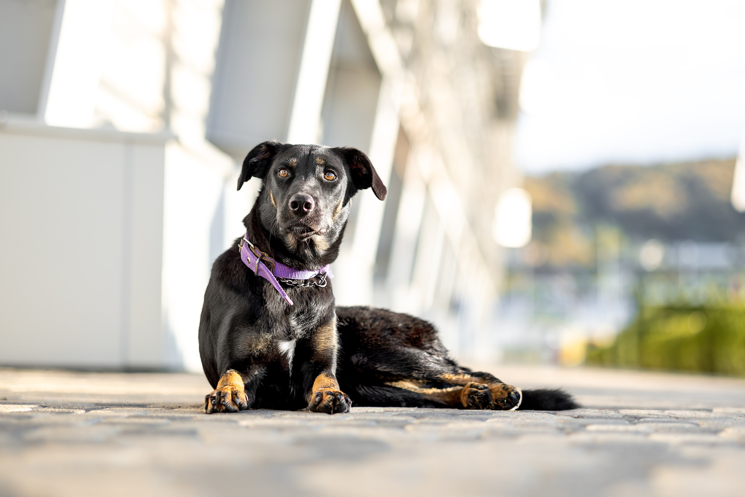 Кураторские питомцы Сириус. Ирина Голомб|Фотограф-анималист в  Сочи и Калининграде
