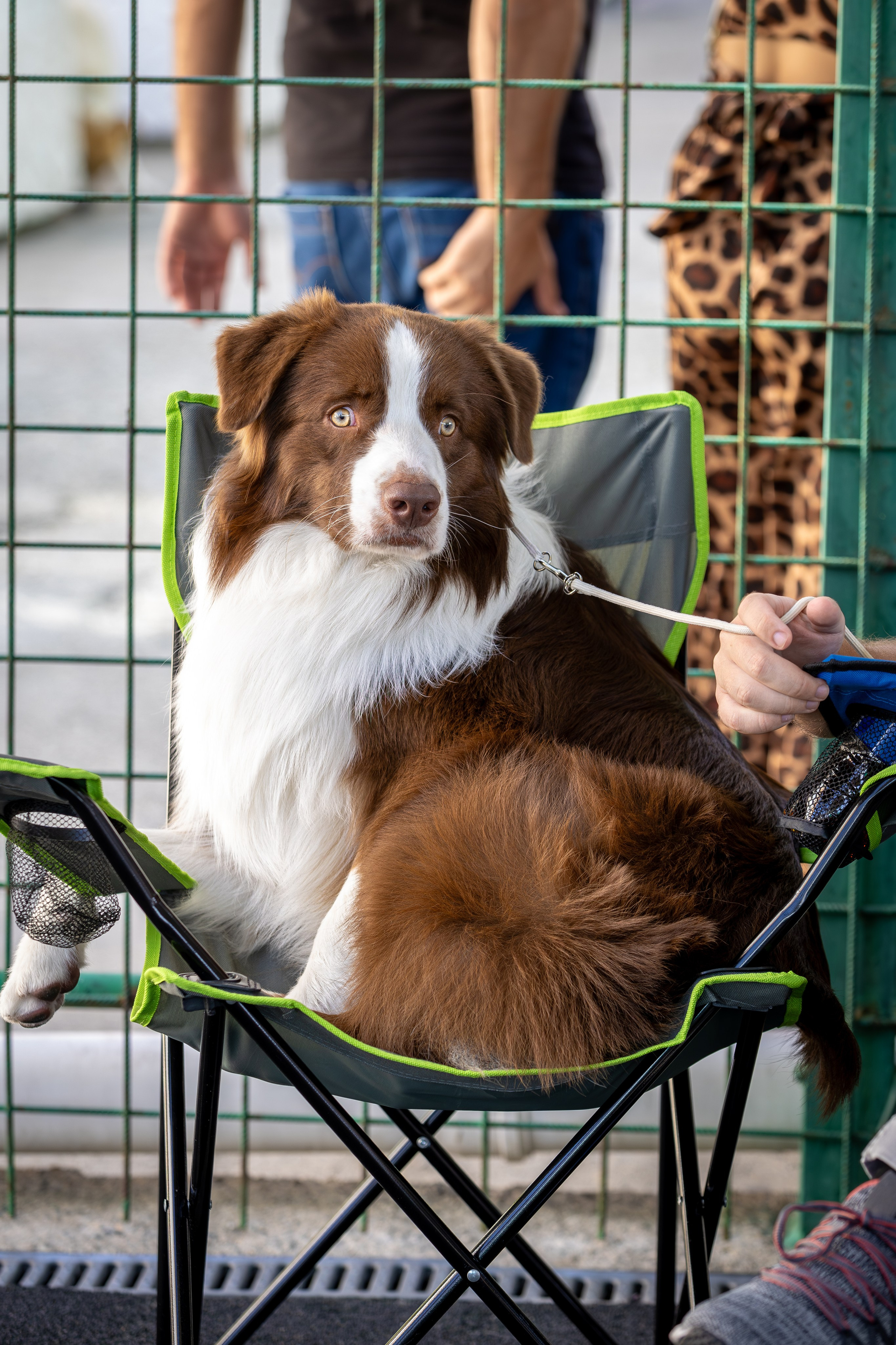 Дин, Австралийская Овчарка. Ирина Голомб|Фотограф-анималист в  Сочи и Калининграде