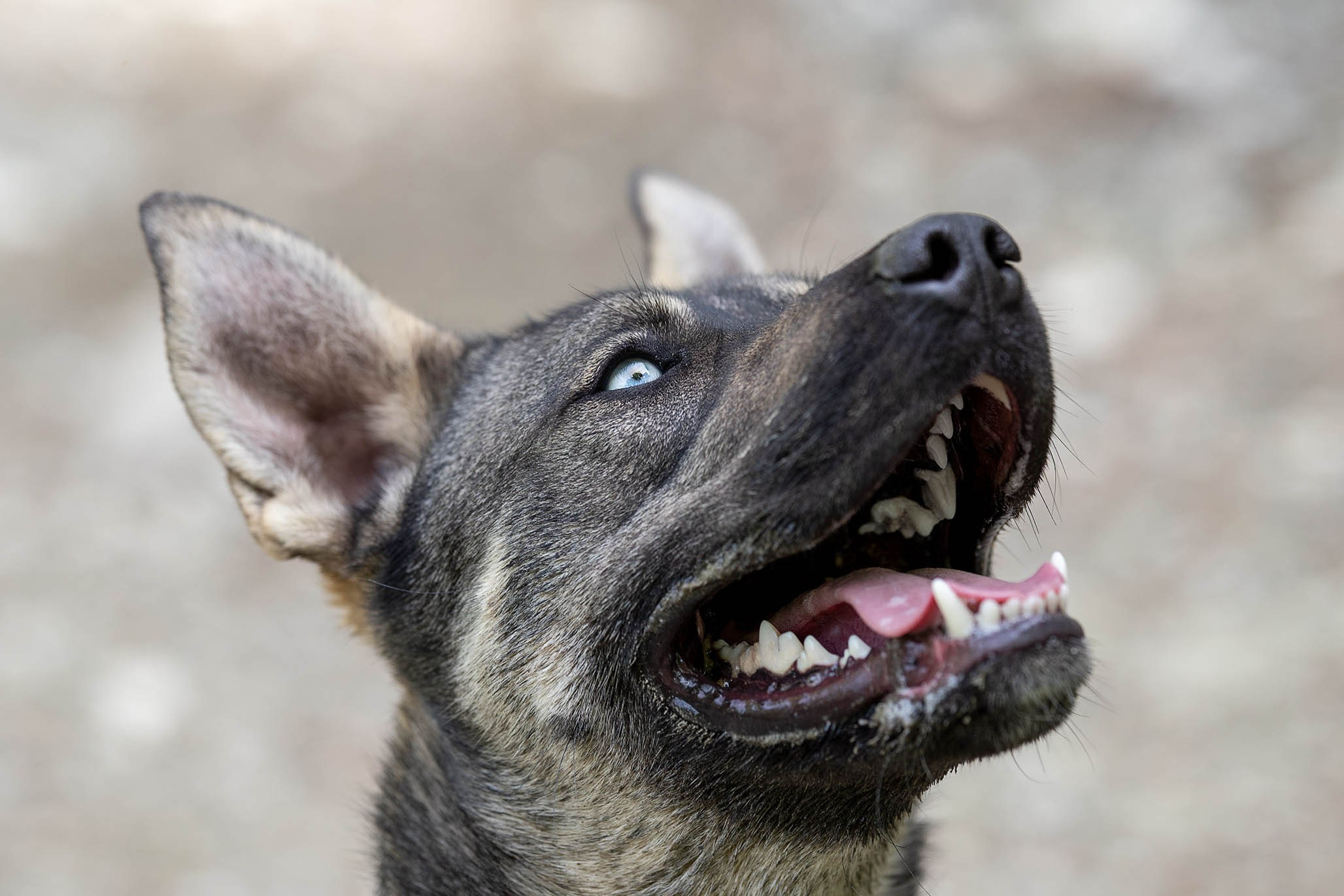 Кай и Герда. Ирина Голомб|Фотограф-анималист в  Сочи и Калининграде