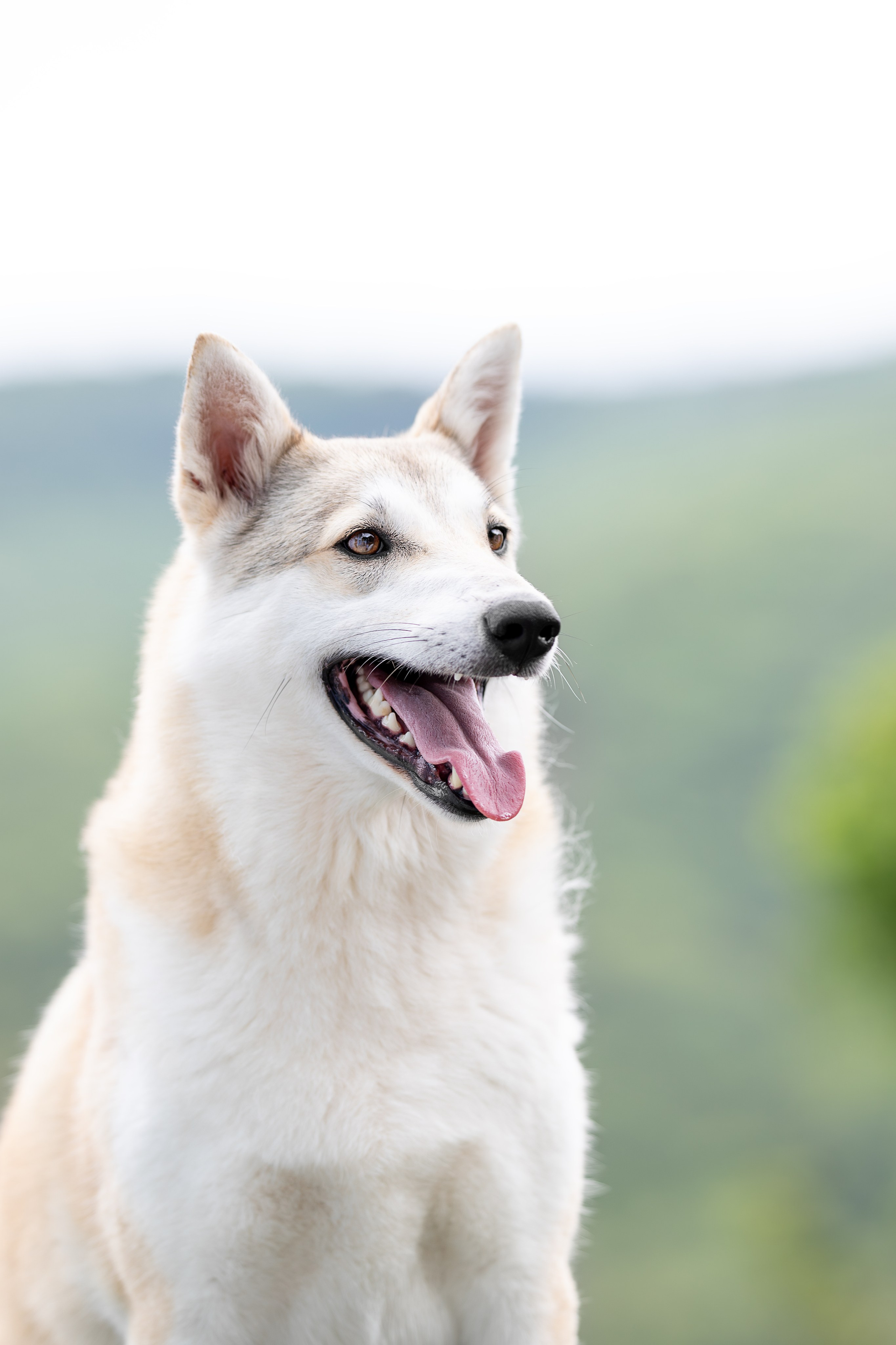 Мини-приют «Возрождение». Ирина Голомб|Фотограф-анималист в  Сочи и Калининграде