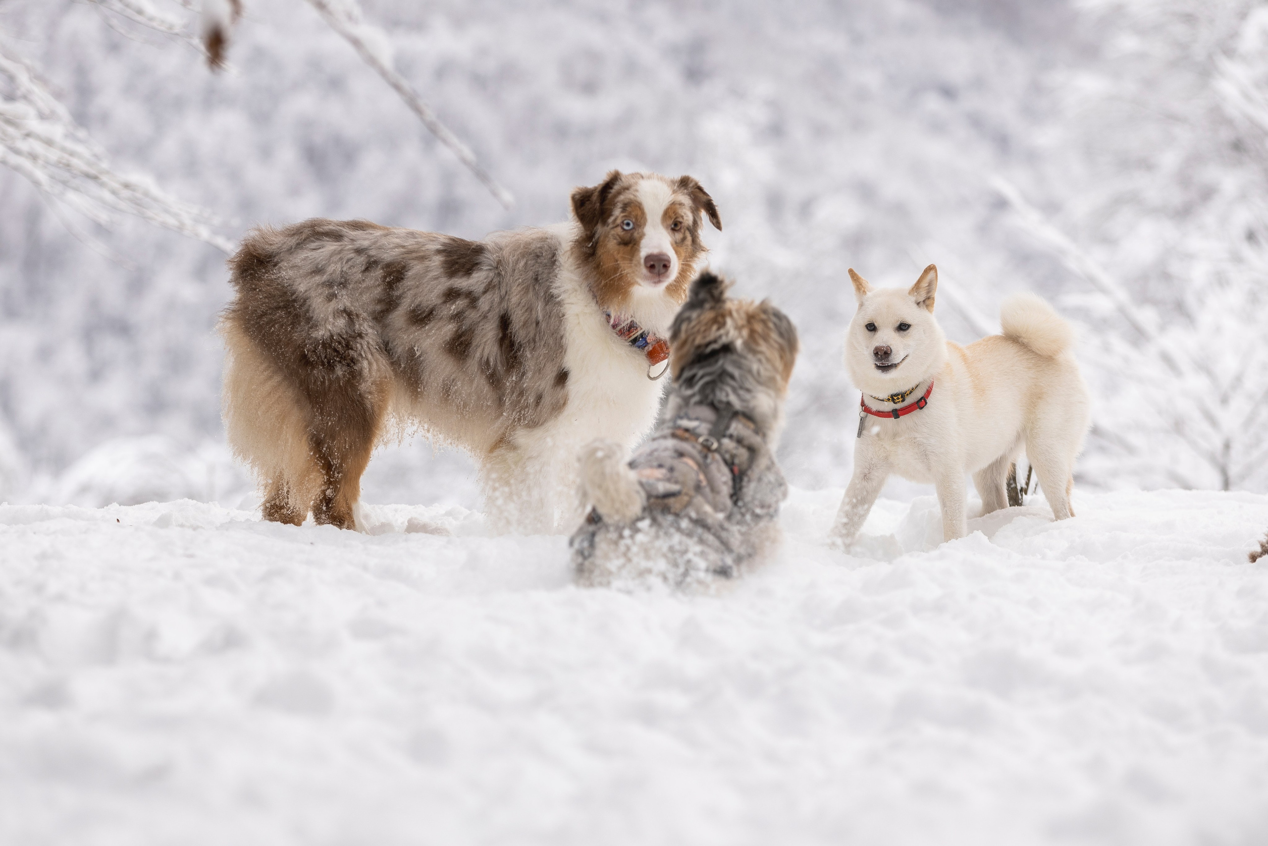 Догтуса Тропа Ефремова. Ирина Голомб|Фотограф-анималист в  Сочи и Калининграде