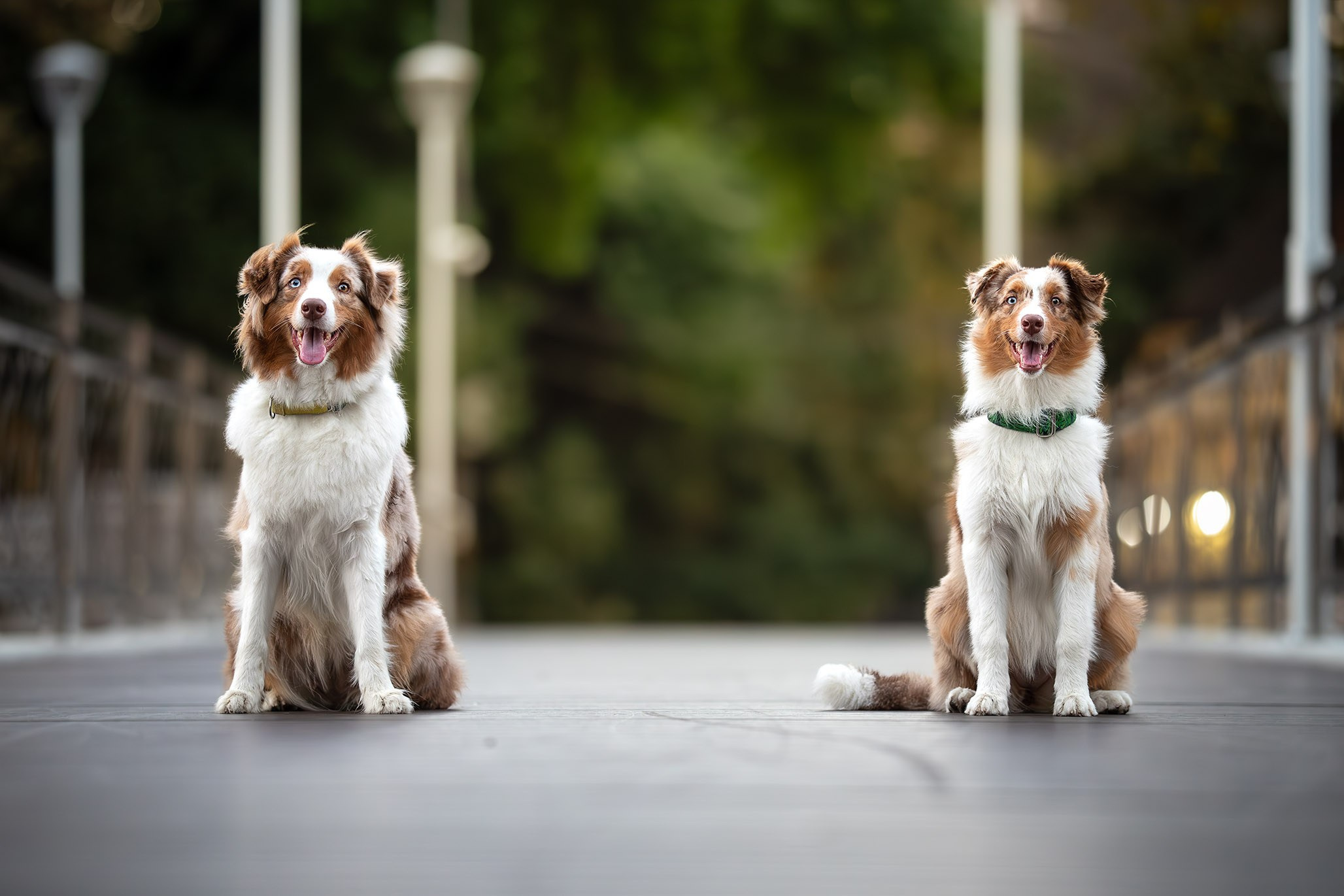Полли, Австралийская Овчарка. Ирина Голомб|Фотограф-анималист в  Сочи и Калининграде