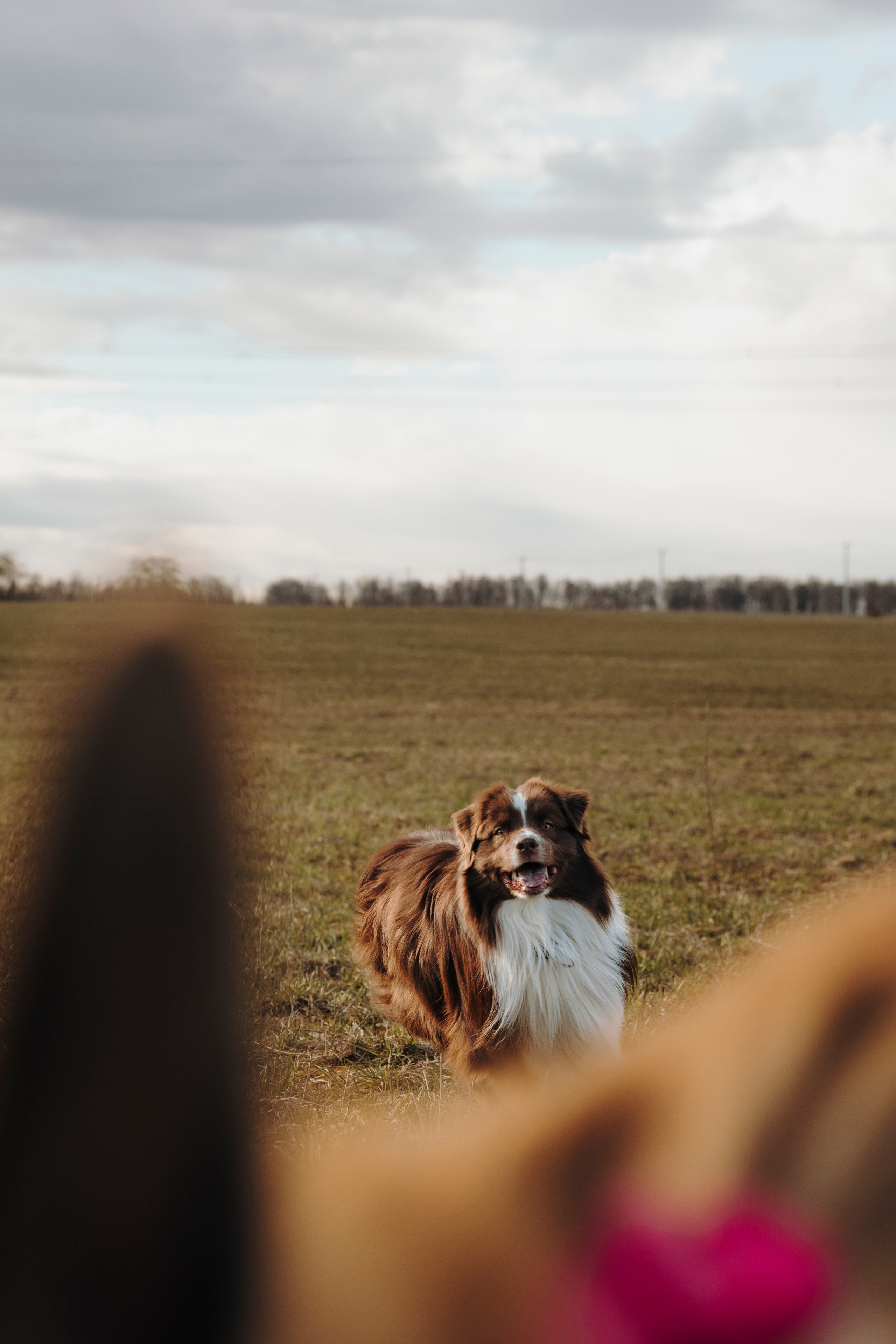 Смена в «DogCamp». Анастасия Белаш